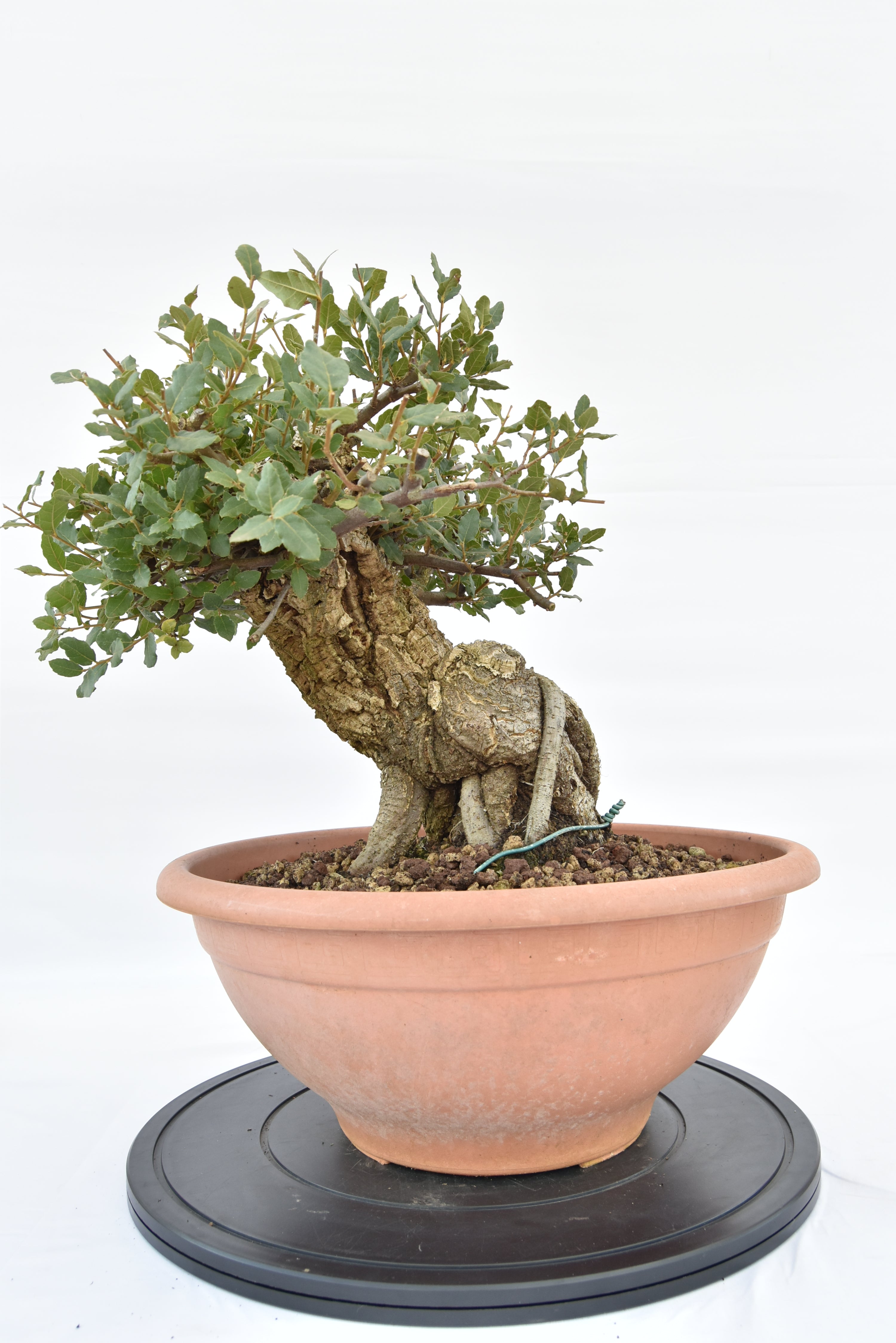Quercia Sughera €380 | La Gemma del bonsai