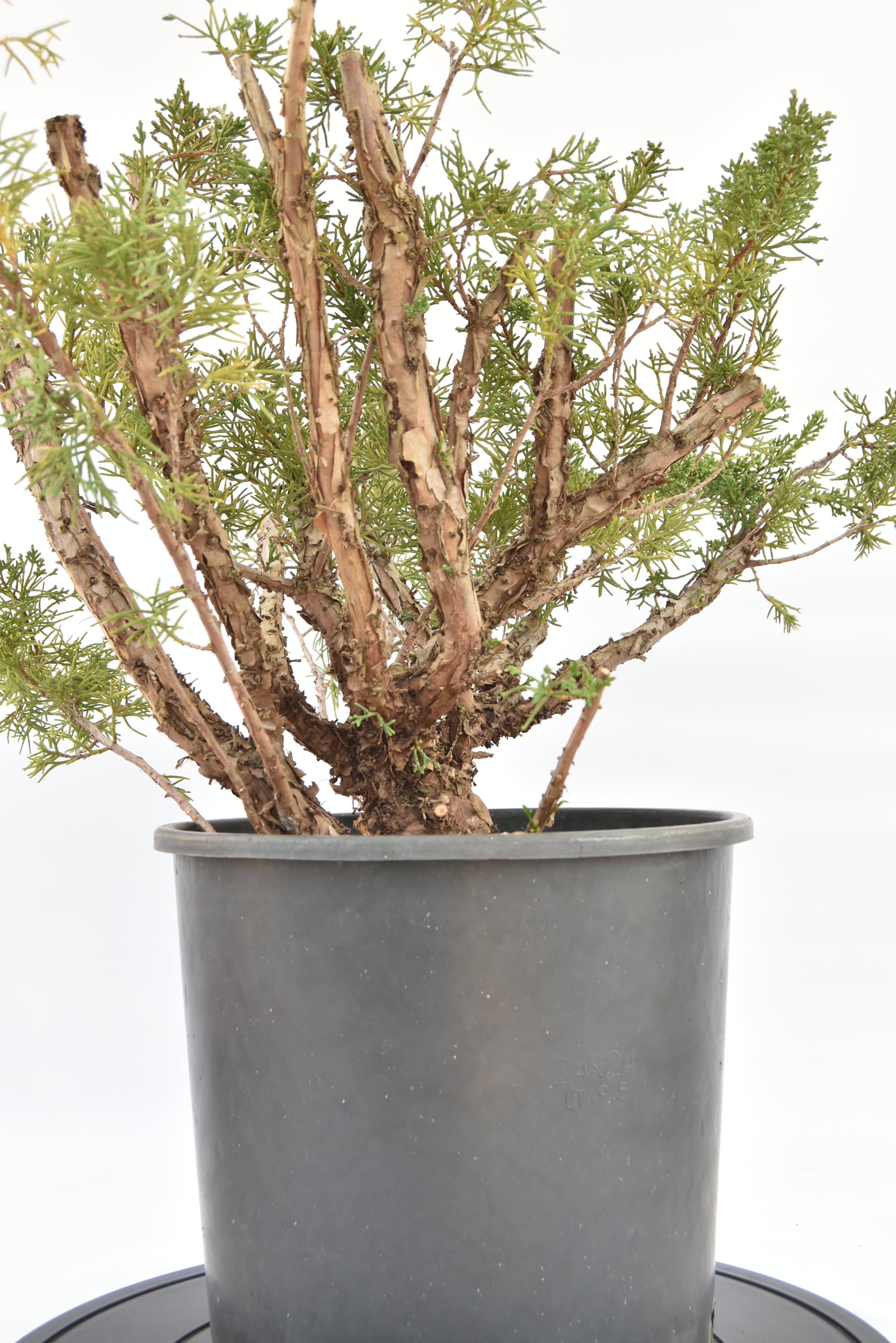 Ginepro Kishu € 150 | La Gemma del bonsai