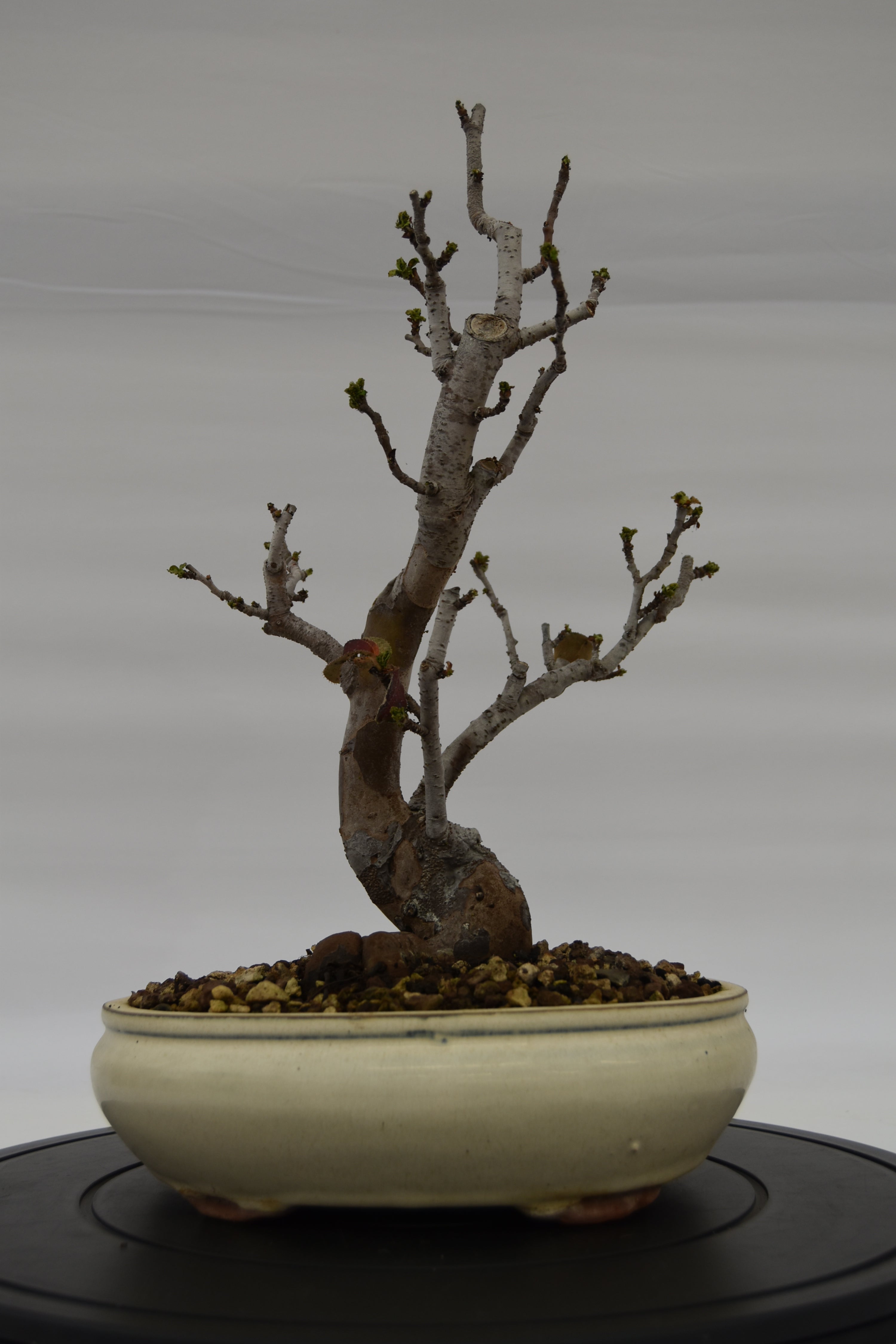 Pseudocydonia € 200 | La Gemma del bonsai