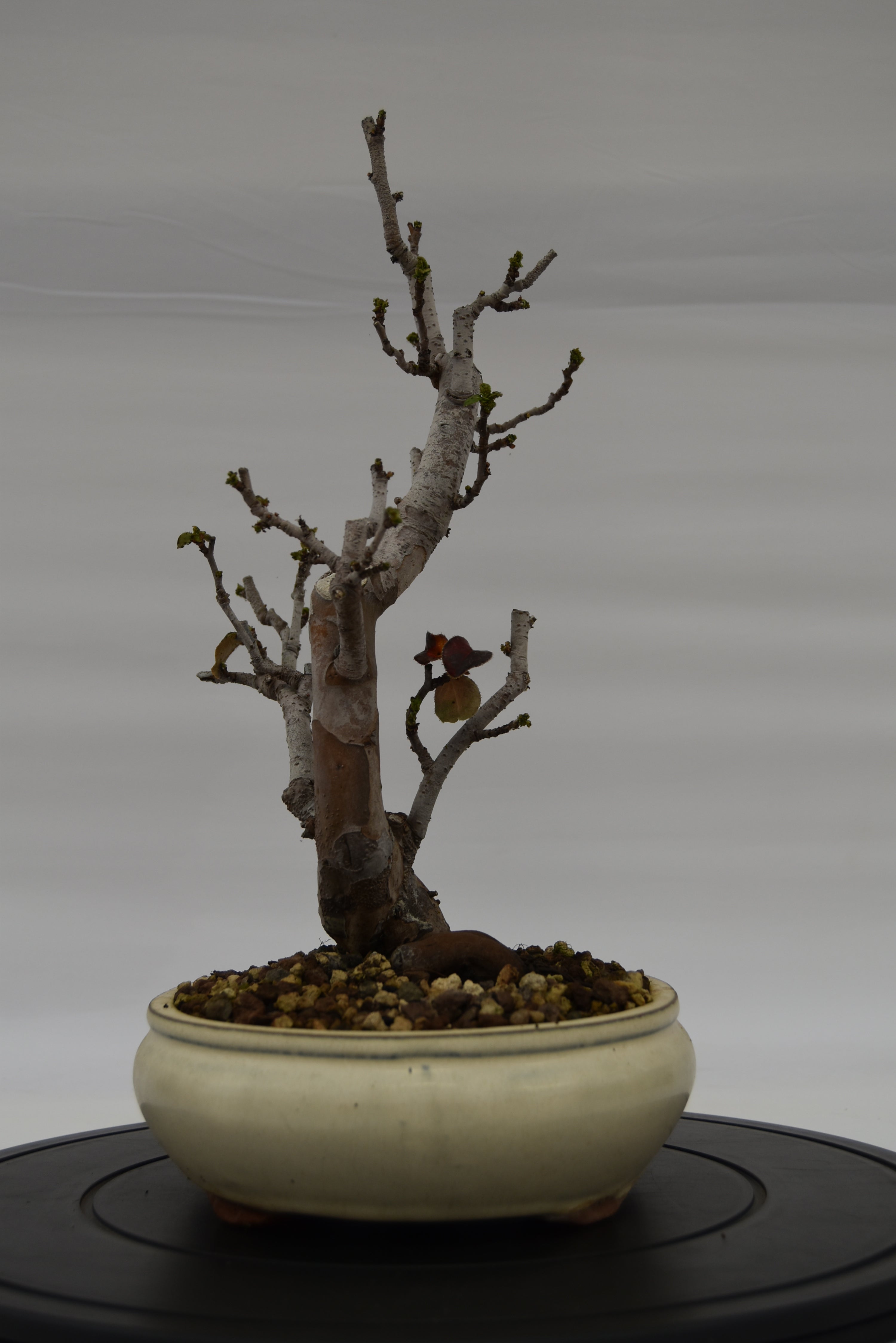 Pseudocydonia € 200 | La Gemma del bonsai