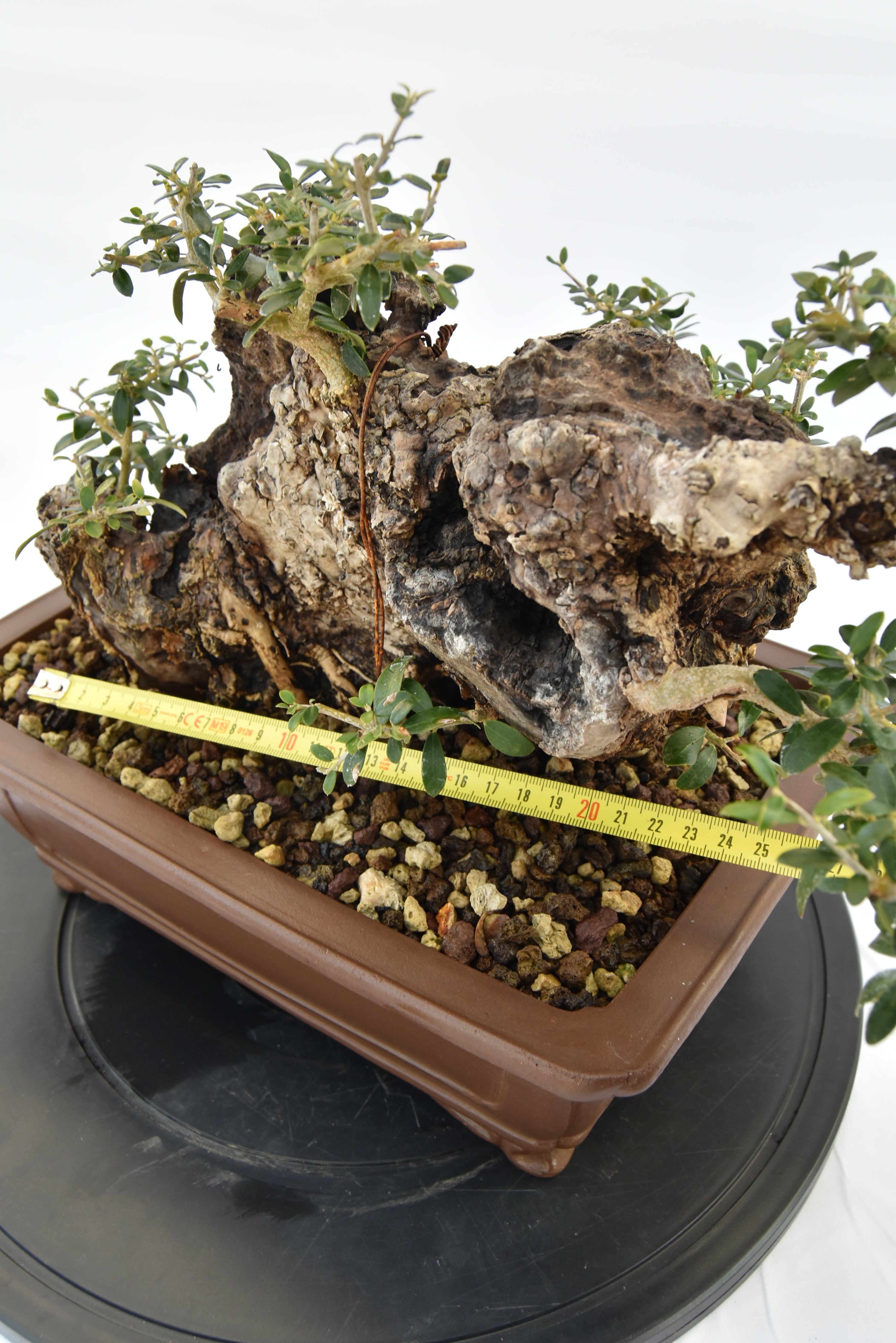 Olivastro € 530 | La Gemma del bonsai