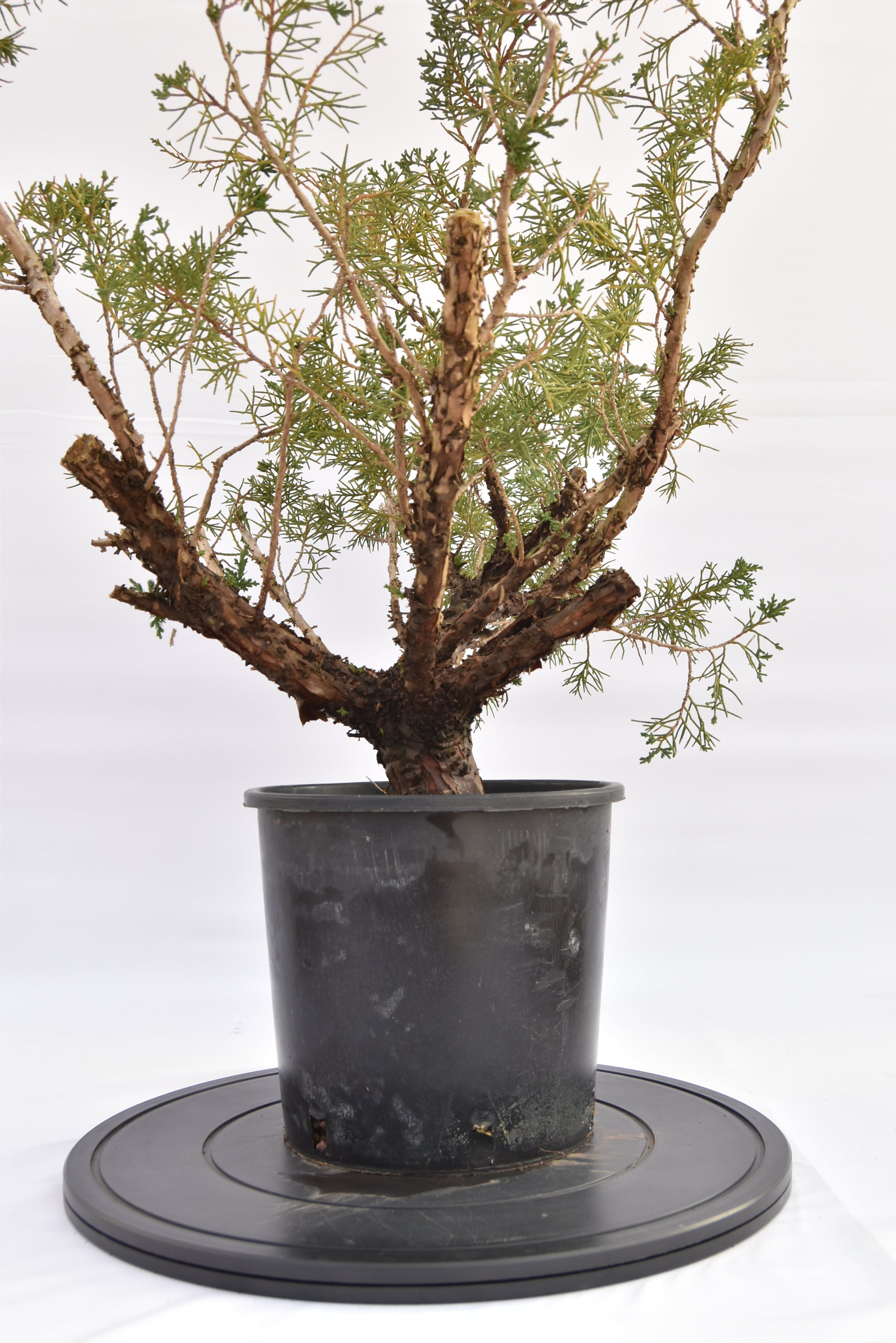 Ginepro Kishu € 100 | La Gemma del bonsai