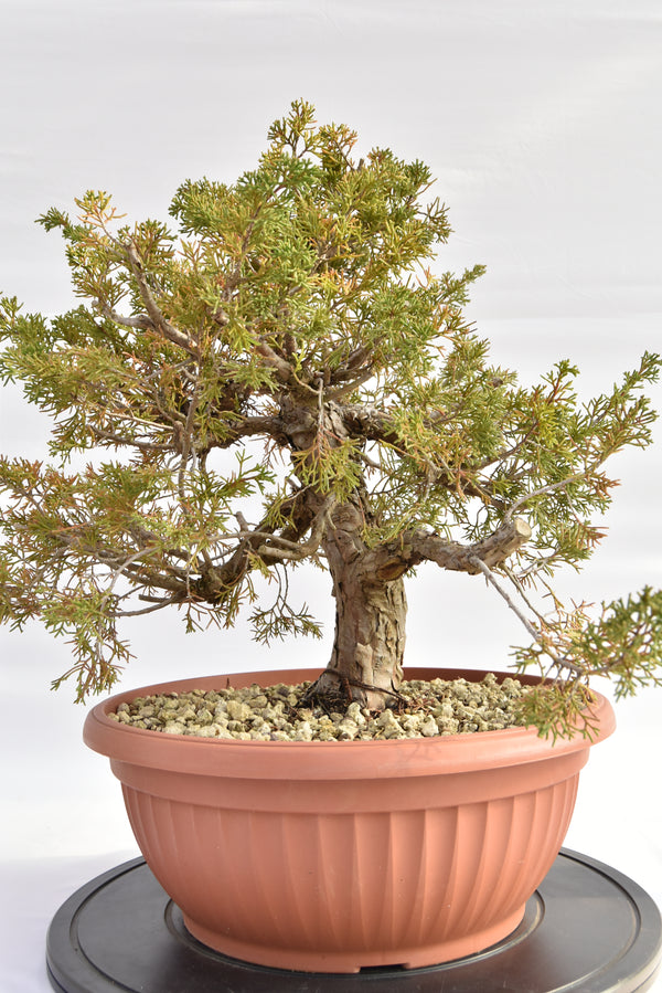 Ginepro Itoigawa €380 | La Gemma del bonsai