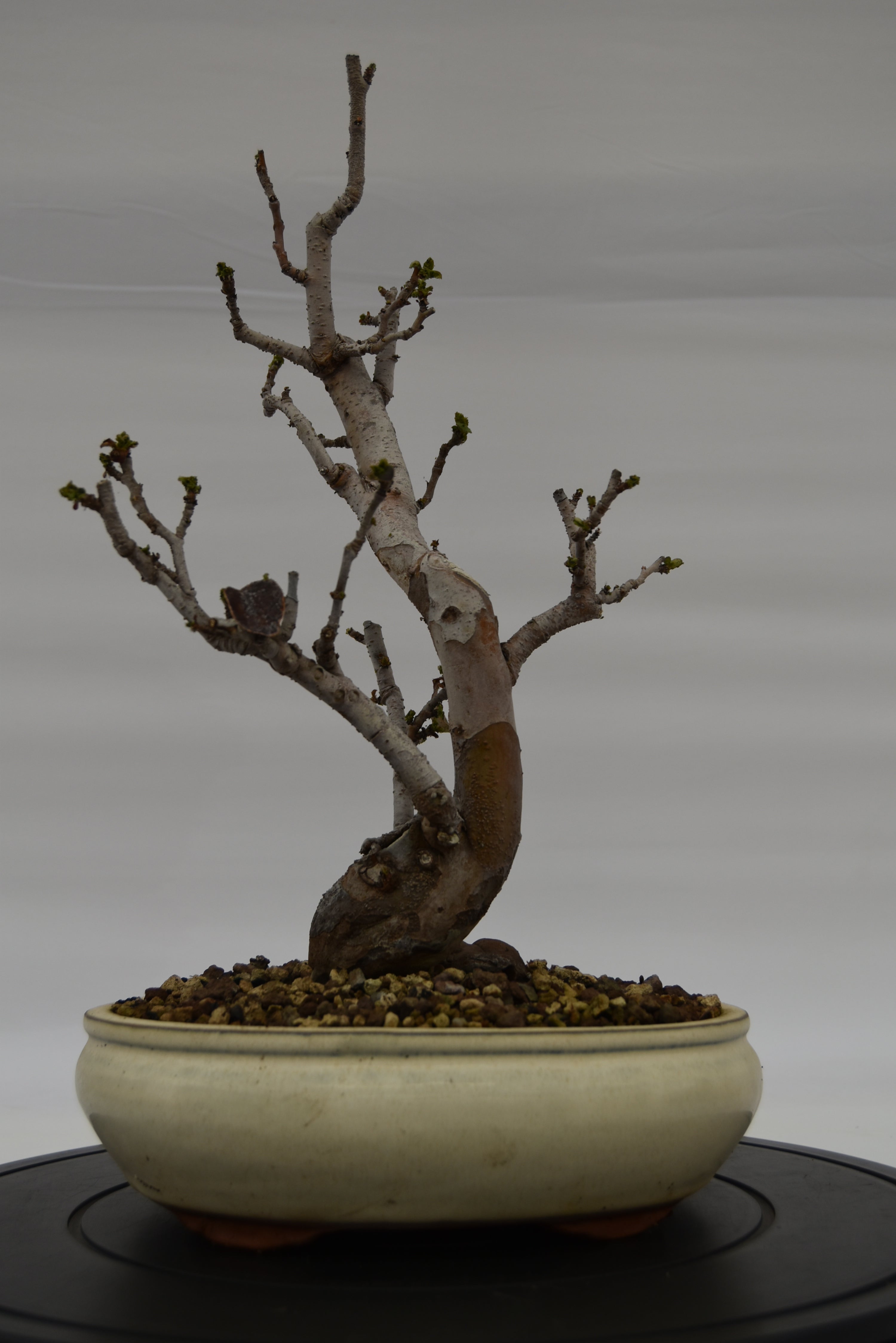 Pseudocydonia € 200 | La Gemma del bonsai