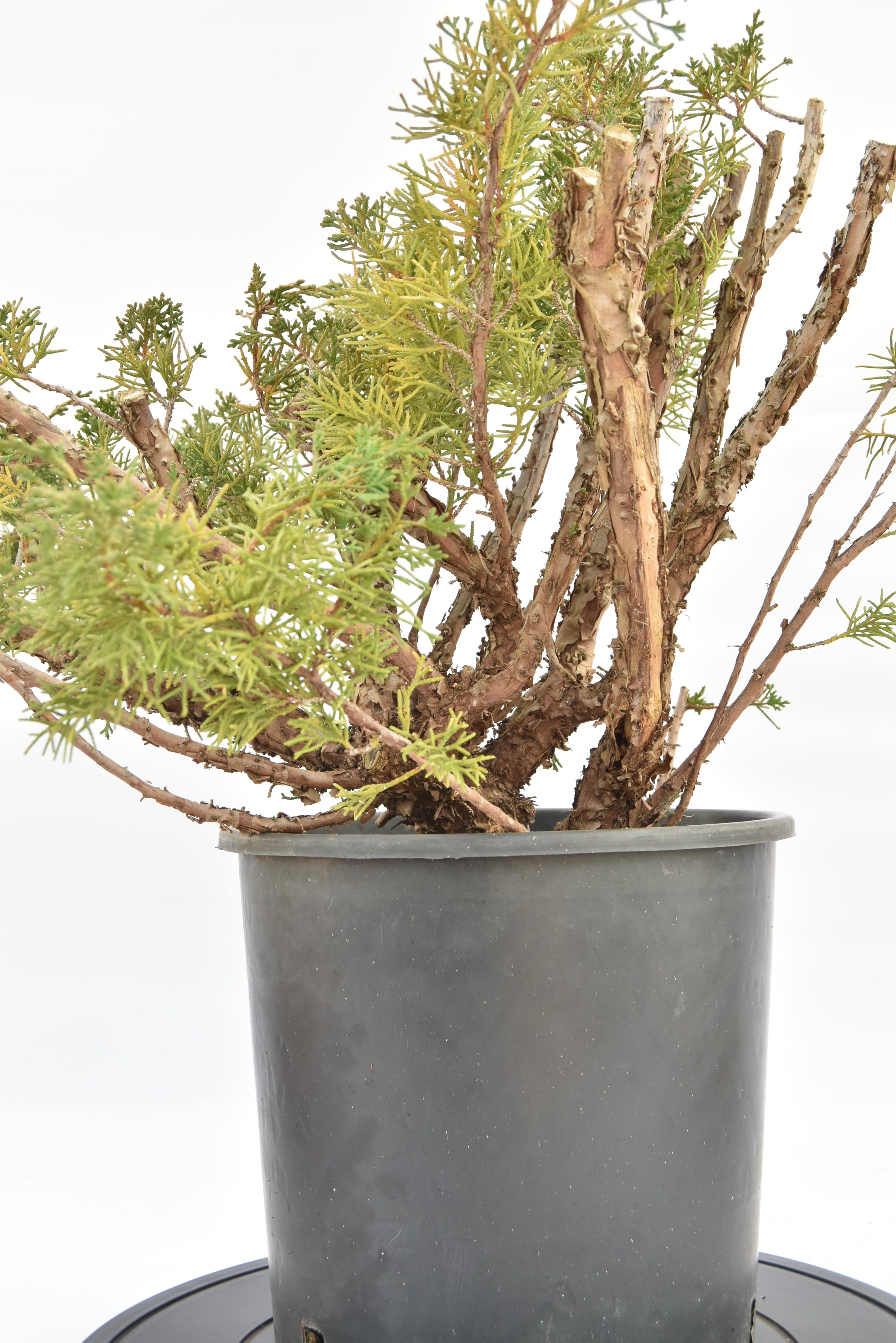 Ginepro Kishu € 150 | La Gemma del bonsai