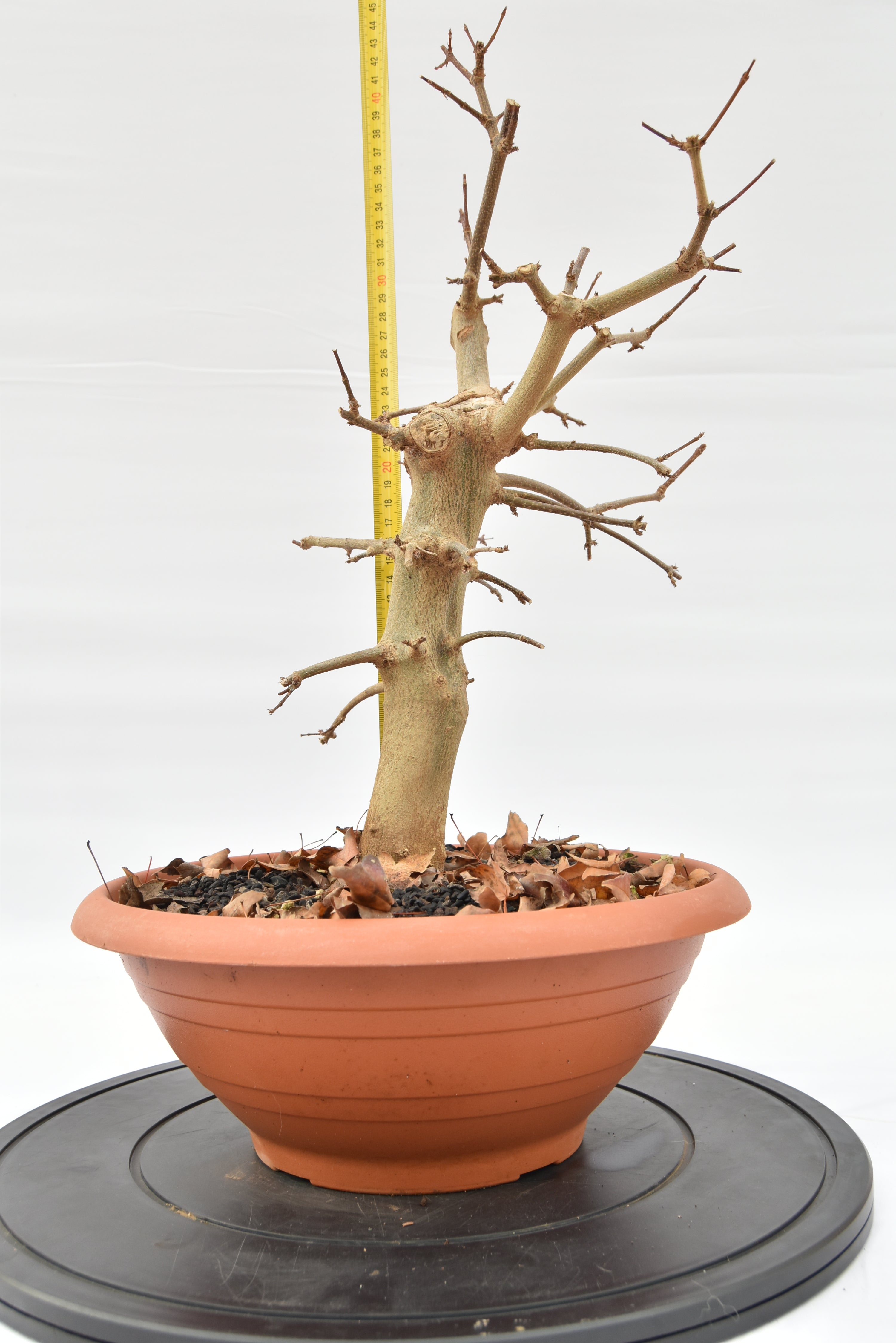 Acero Tridente € 130 | La Gemma del bonsai