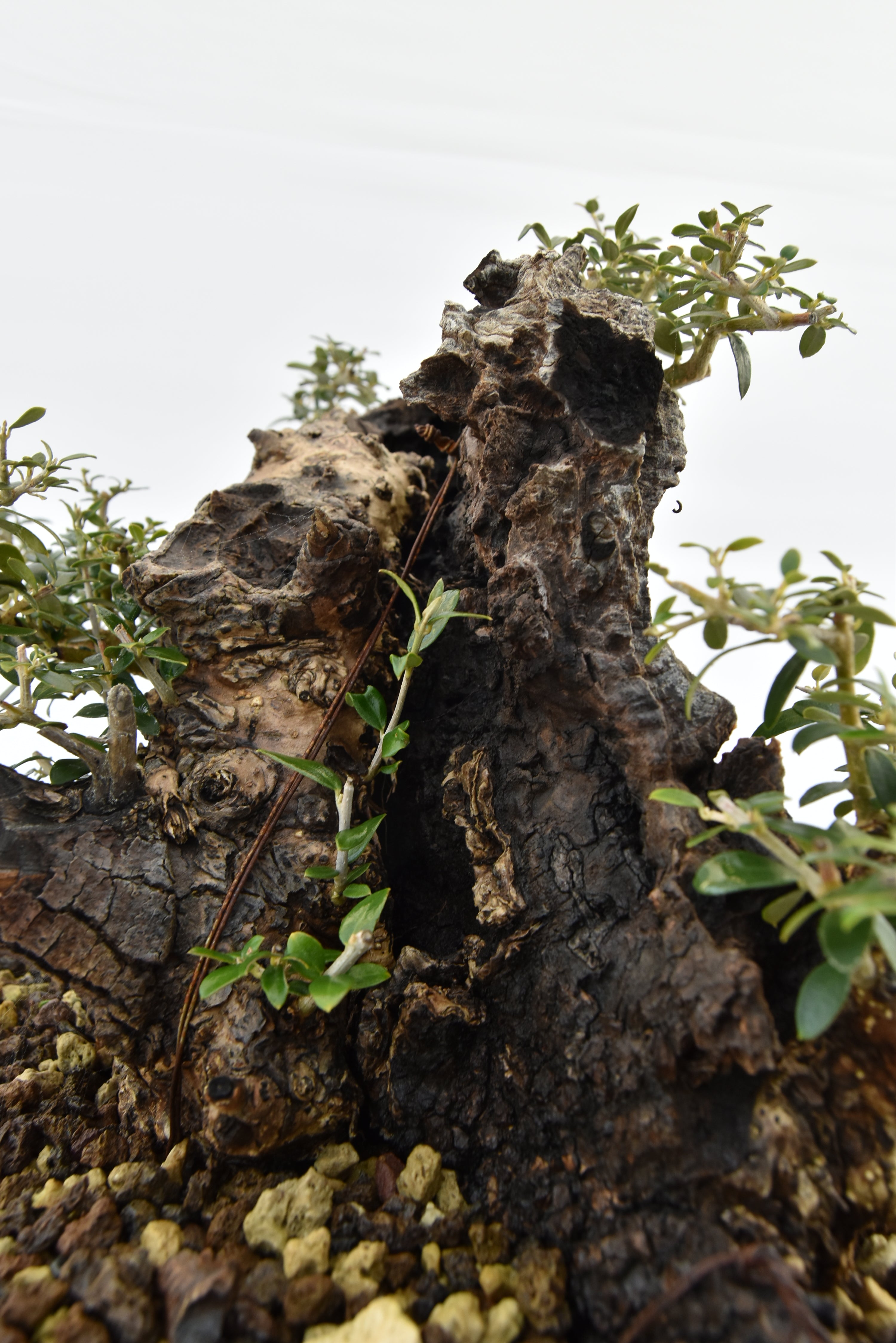 Olivastro € 530 | La Gemma del bonsai