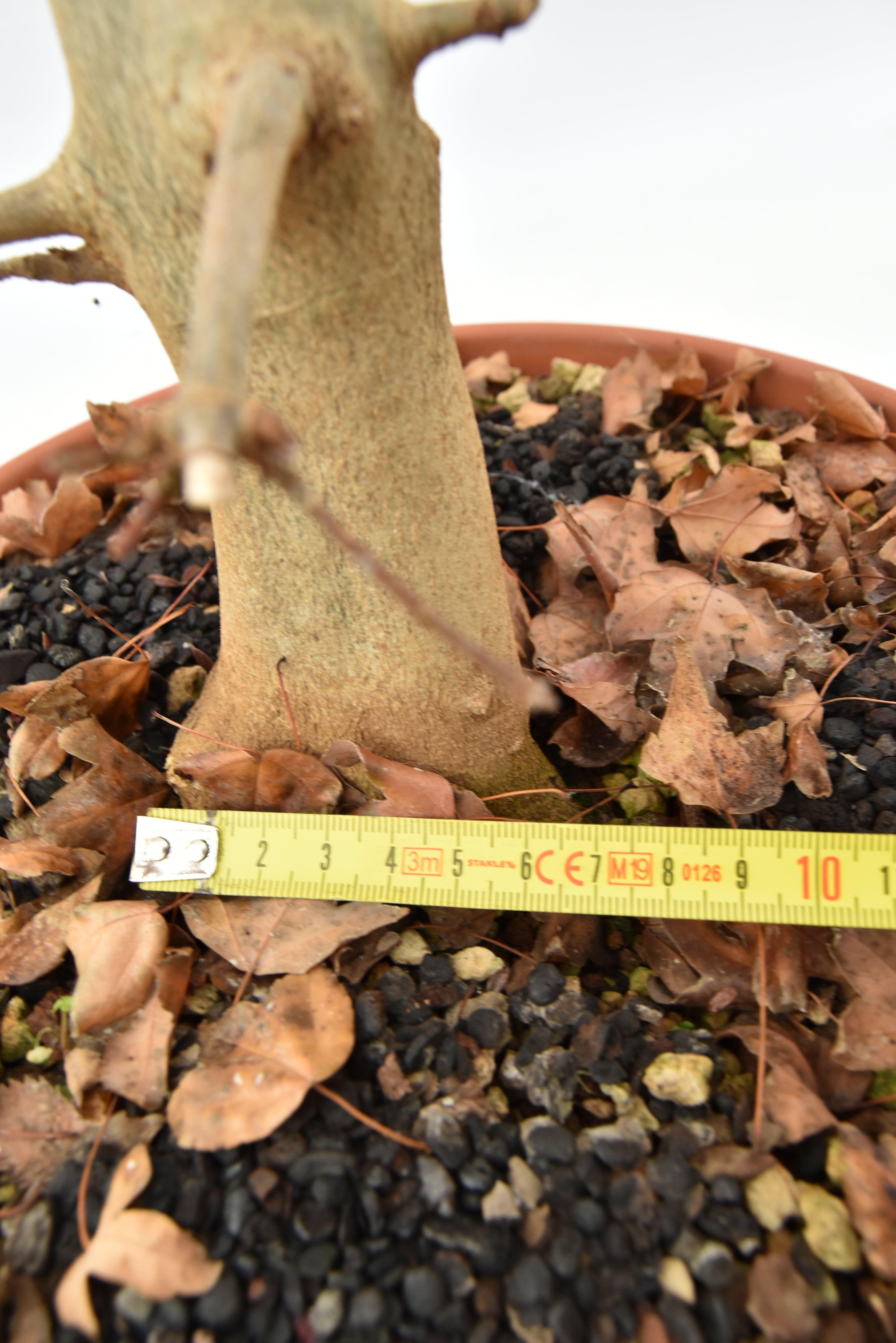 Acero Tridente € 130 | La Gemma del bonsai