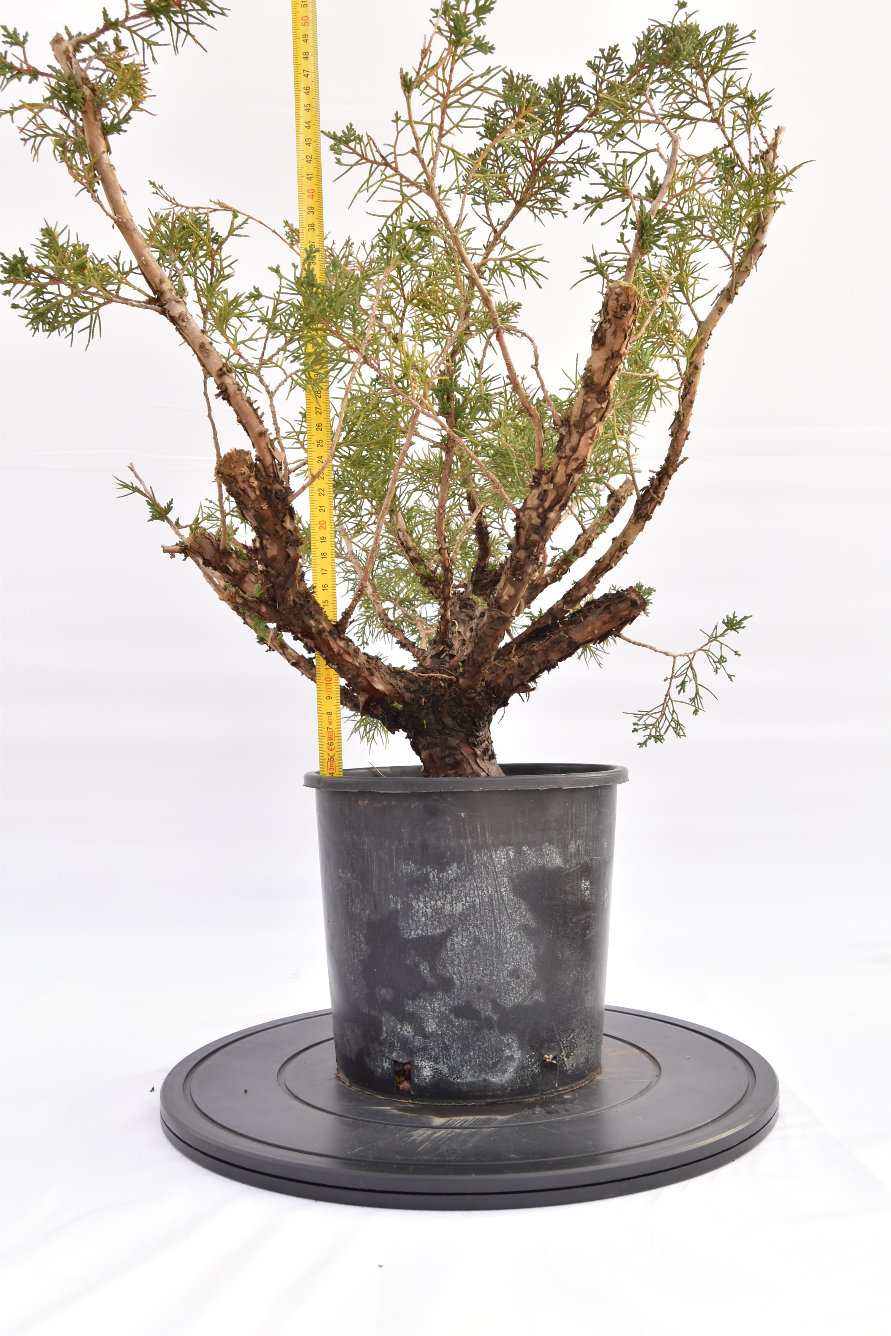 Ginepro Kishu € 100 | La Gemma del bonsai