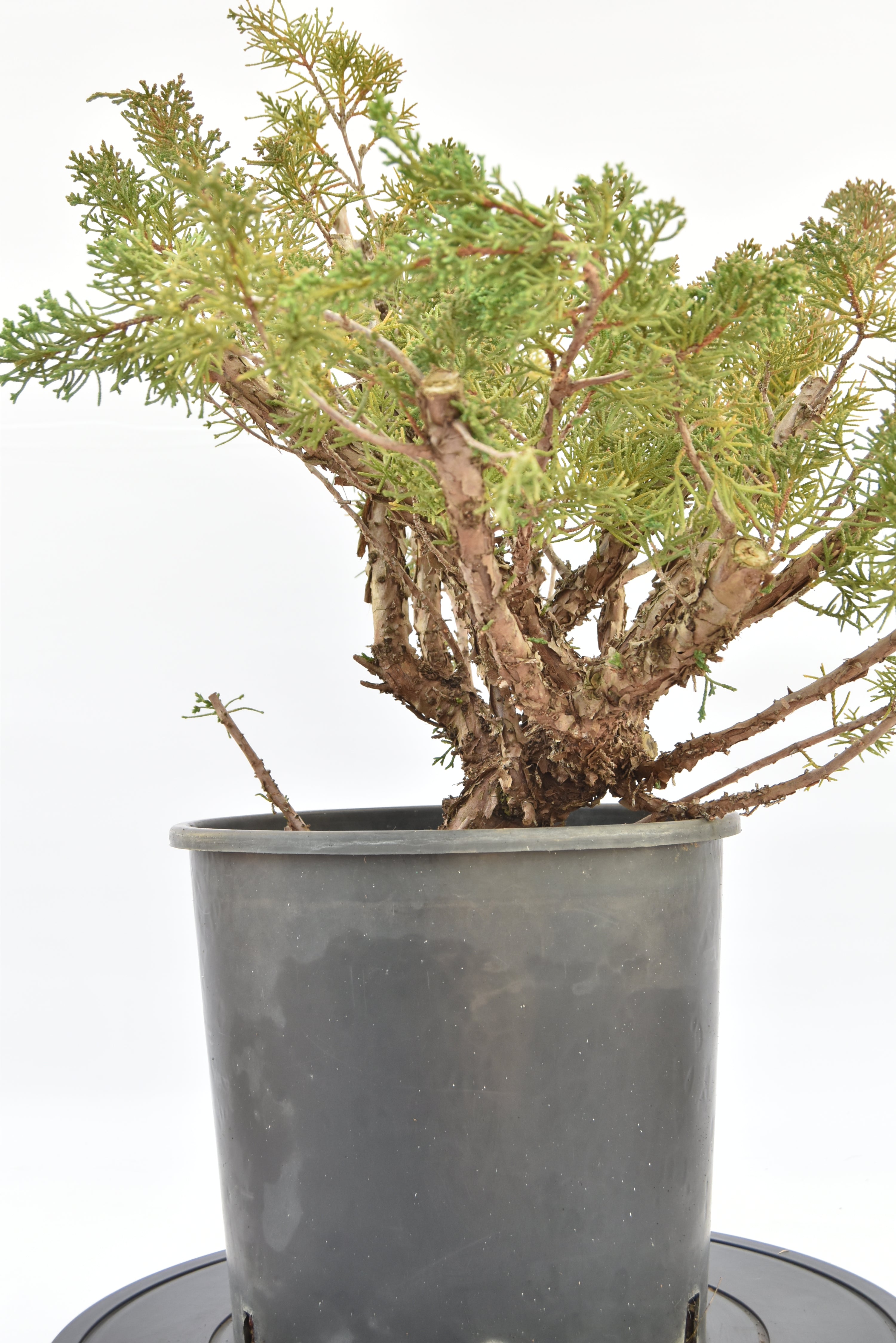 Ginepro Kishu € 150 | La Gemma del bonsai