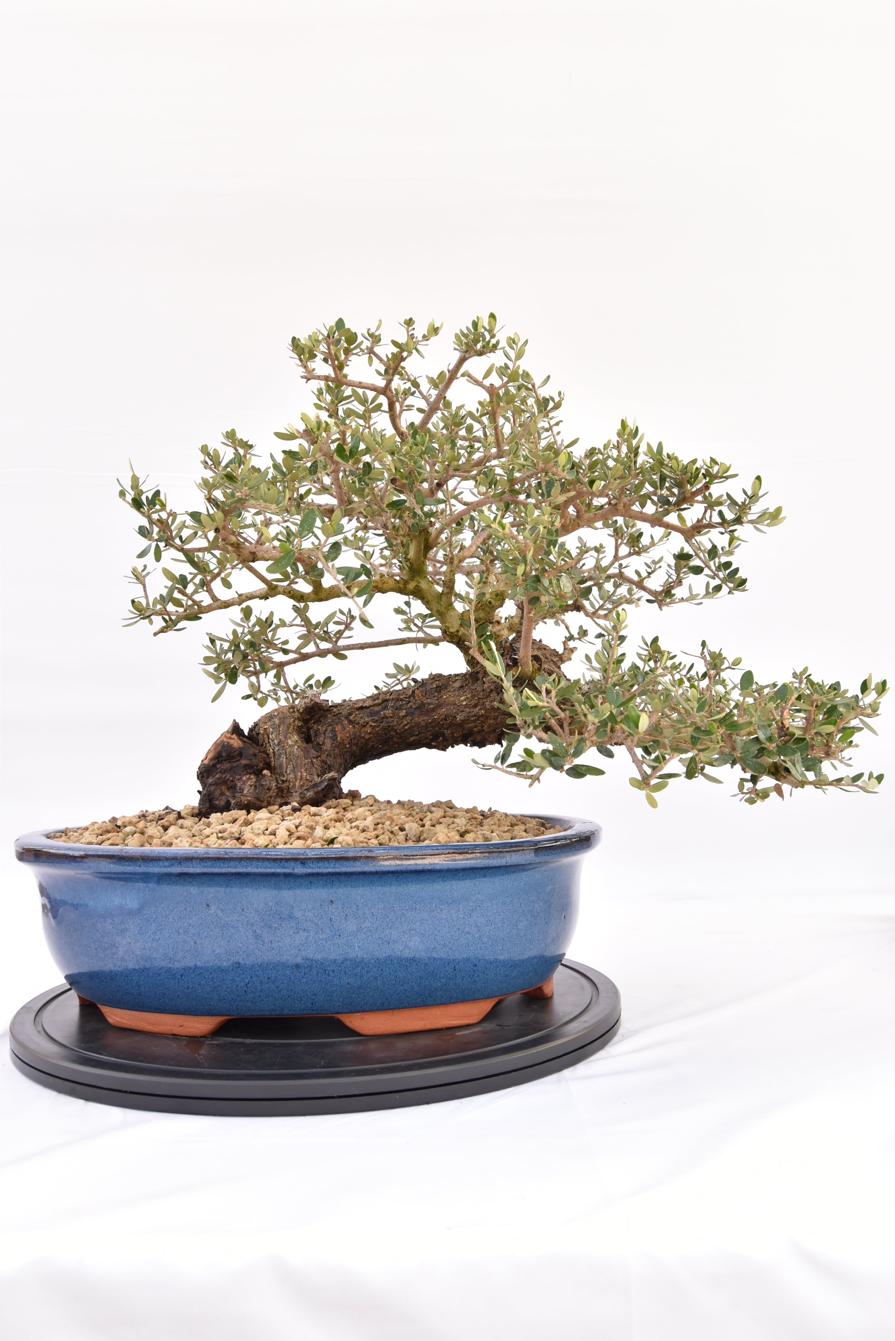 Olivastro € 700 | La Gemma del bonsai