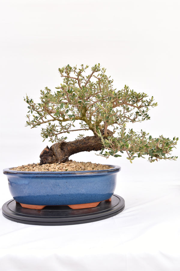Olivastro € 700 | La Gemma del bonsai