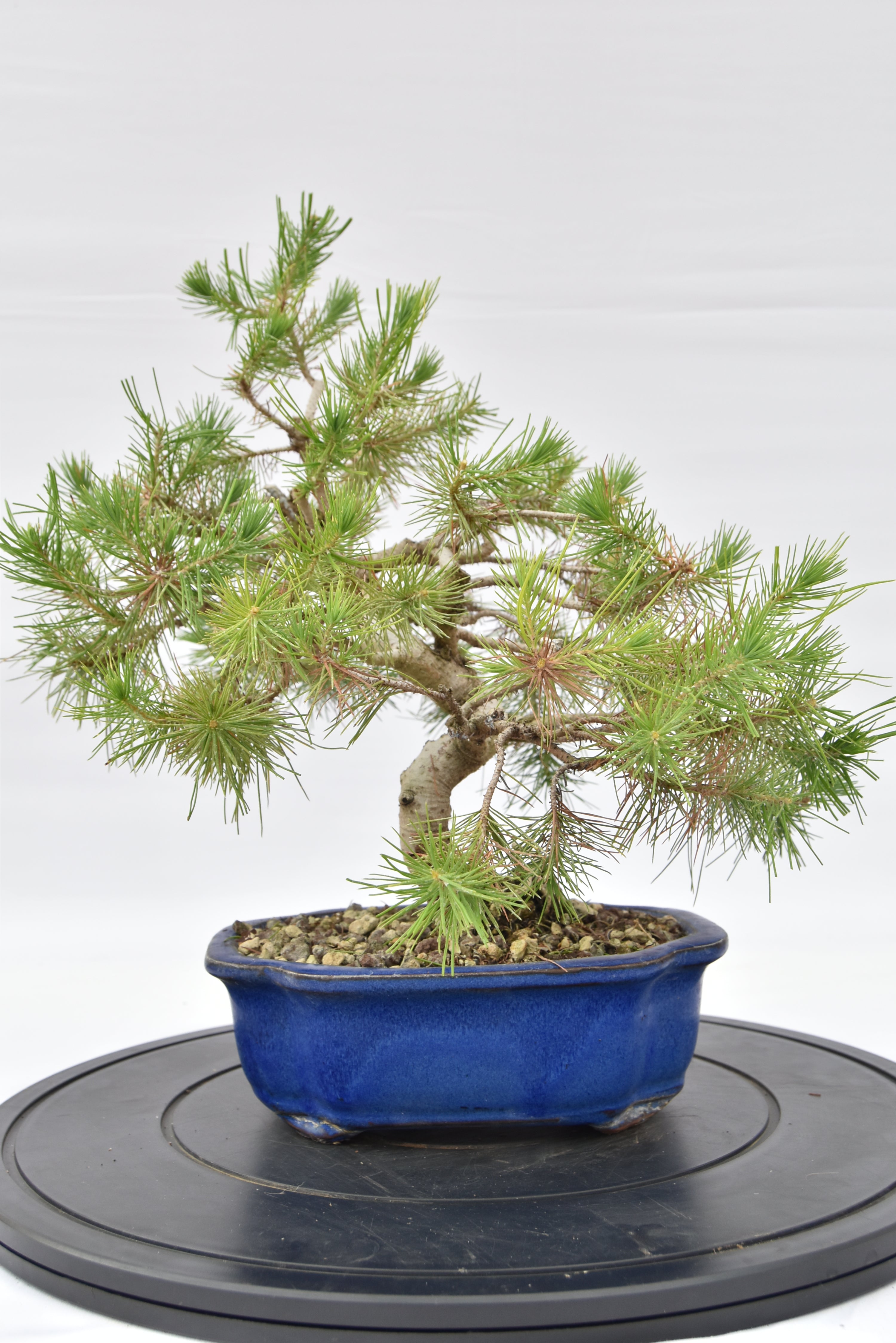 Pino Aleppo € 160 | La Gemma del bonsai