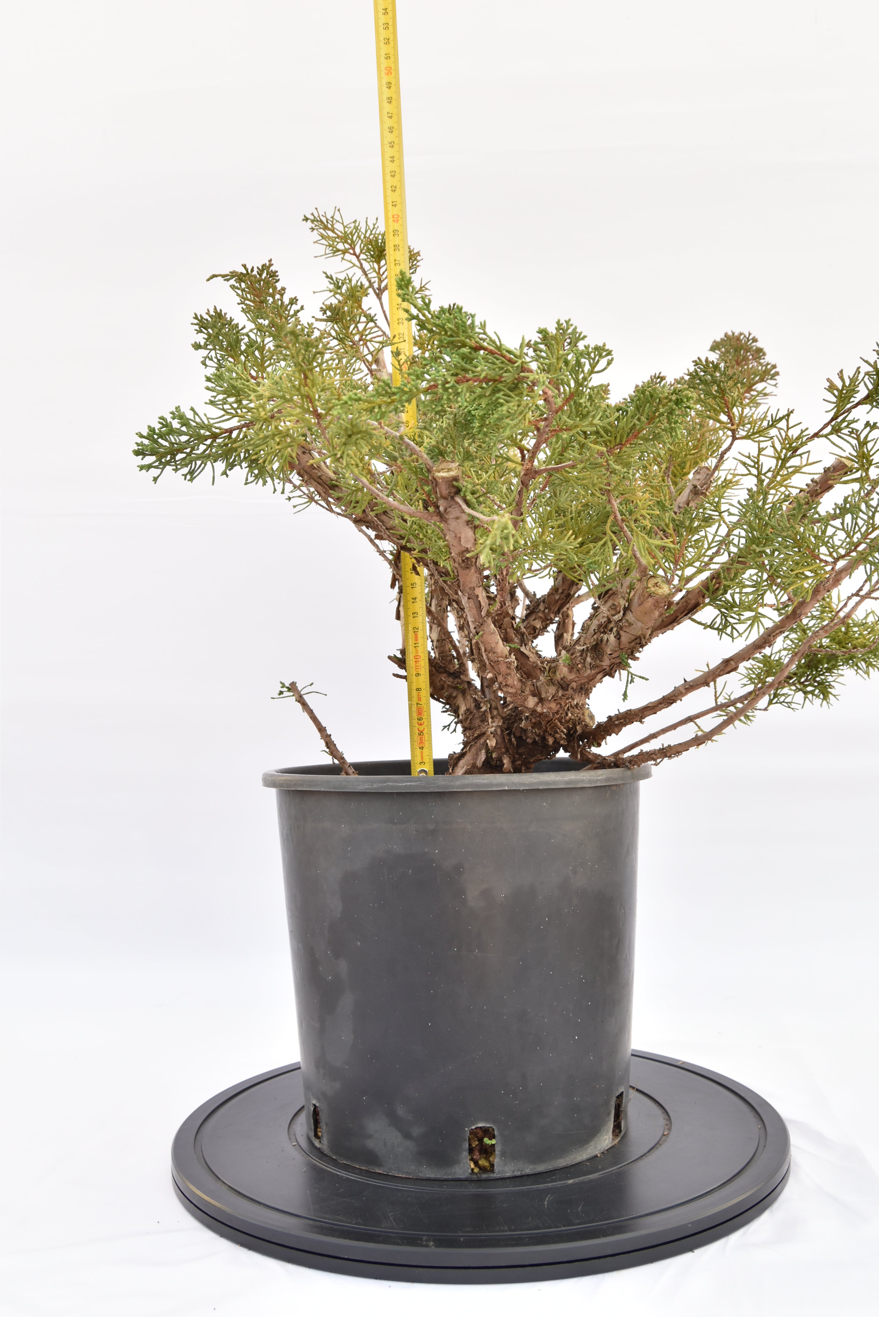 Ginepro Kishu € 150 | La Gemma del bonsai