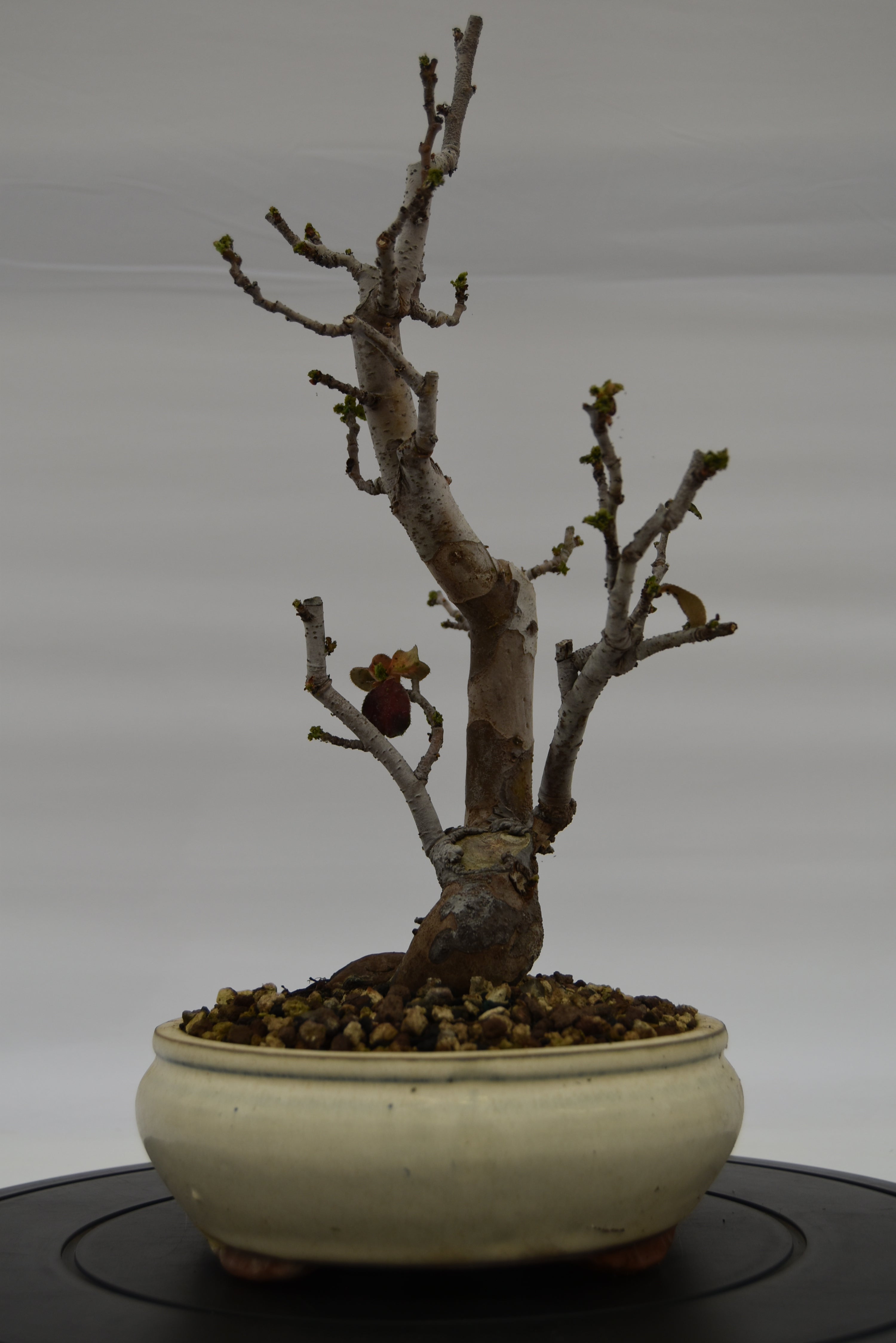 Pseudocydonia € 200 | La Gemma del bonsai