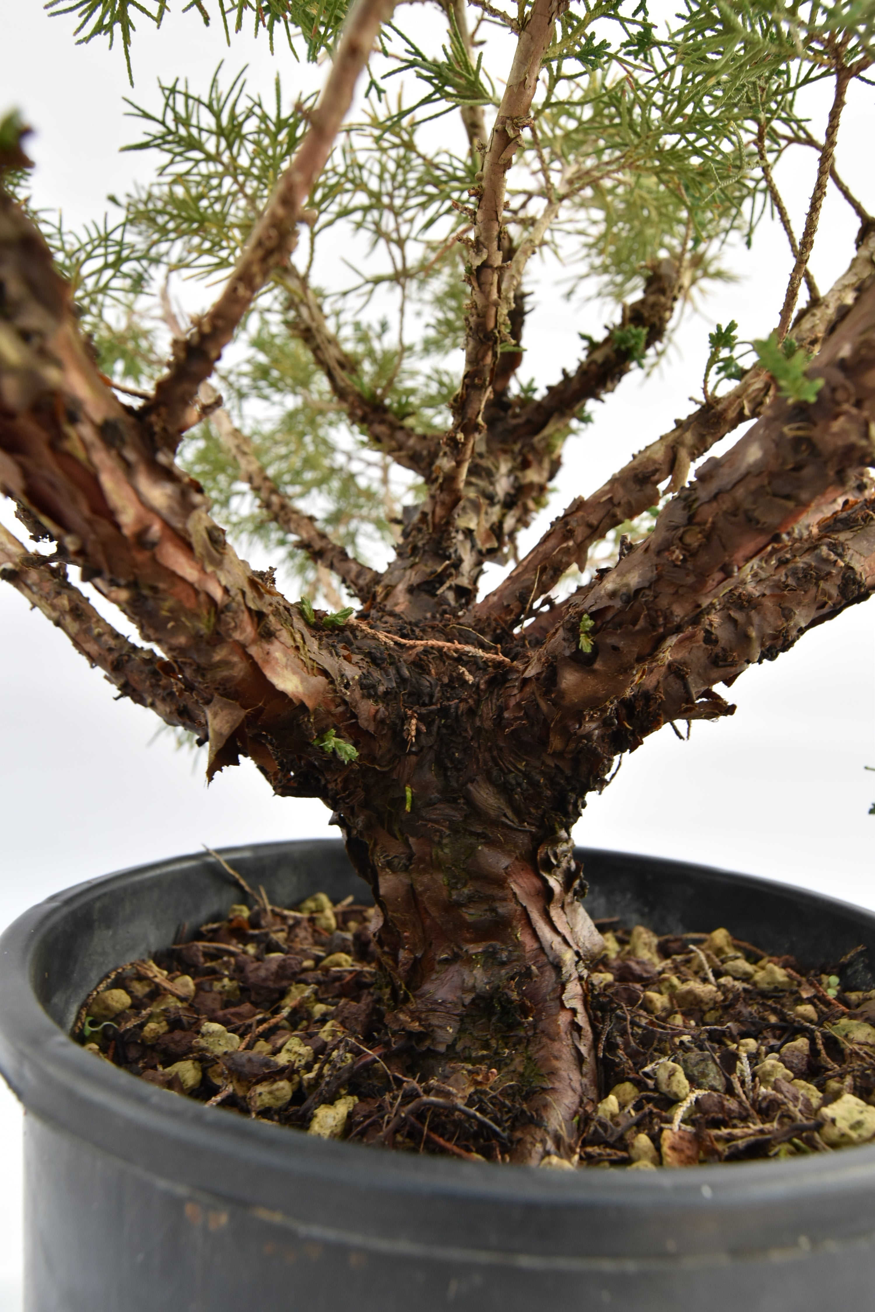 Ginepro Kishu € 100 | La Gemma del bonsai