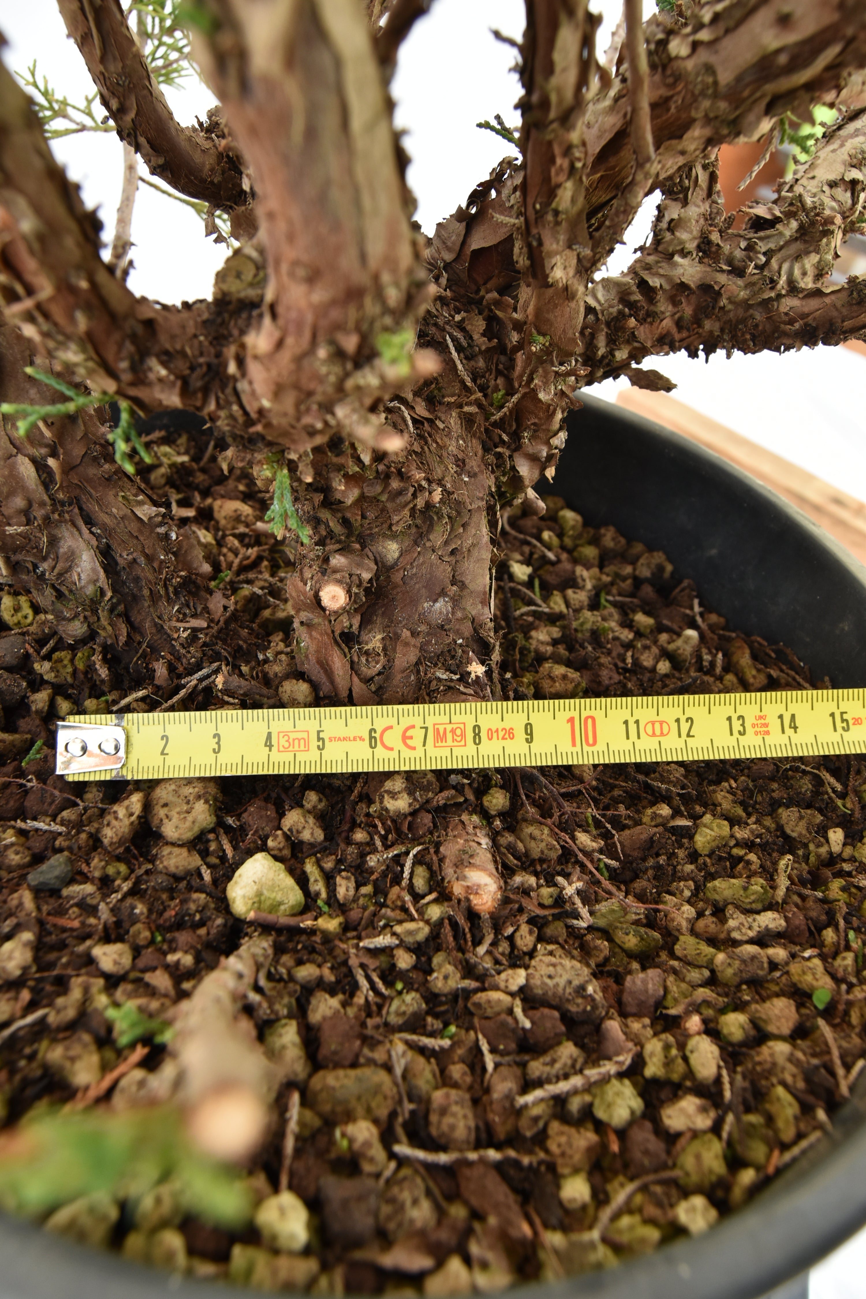 Ginepro Kishu € 150 | La Gemma del bonsai