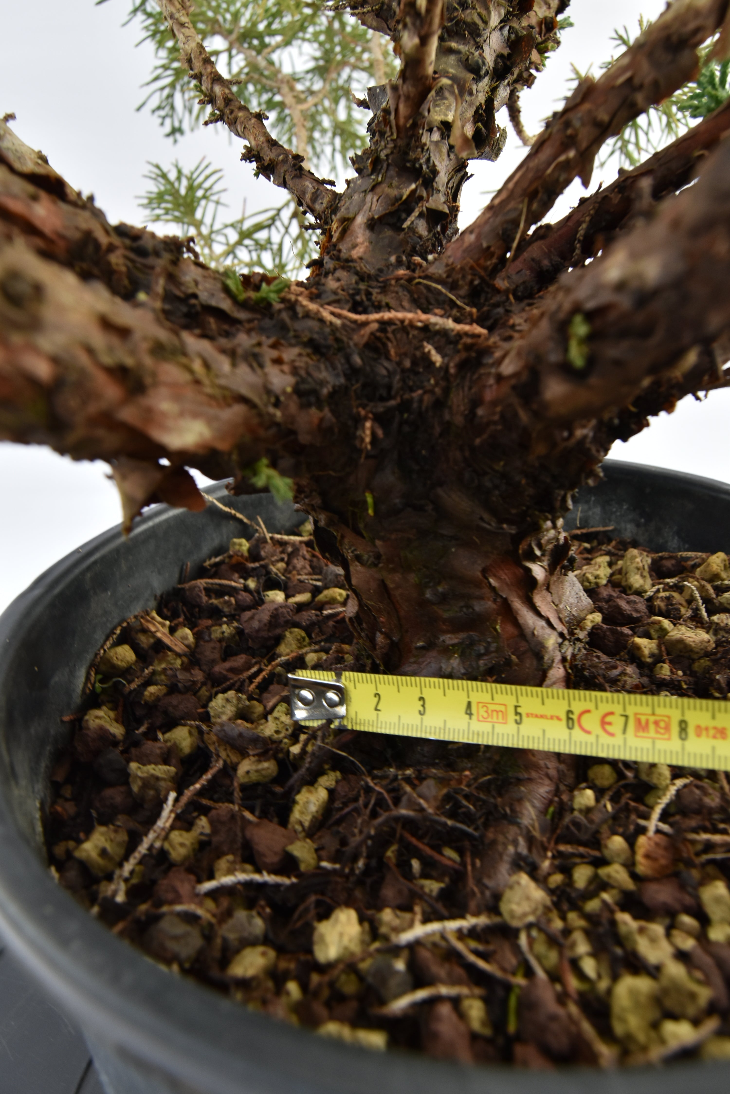 Ginepro Kishu € 100 | La Gemma del bonsai