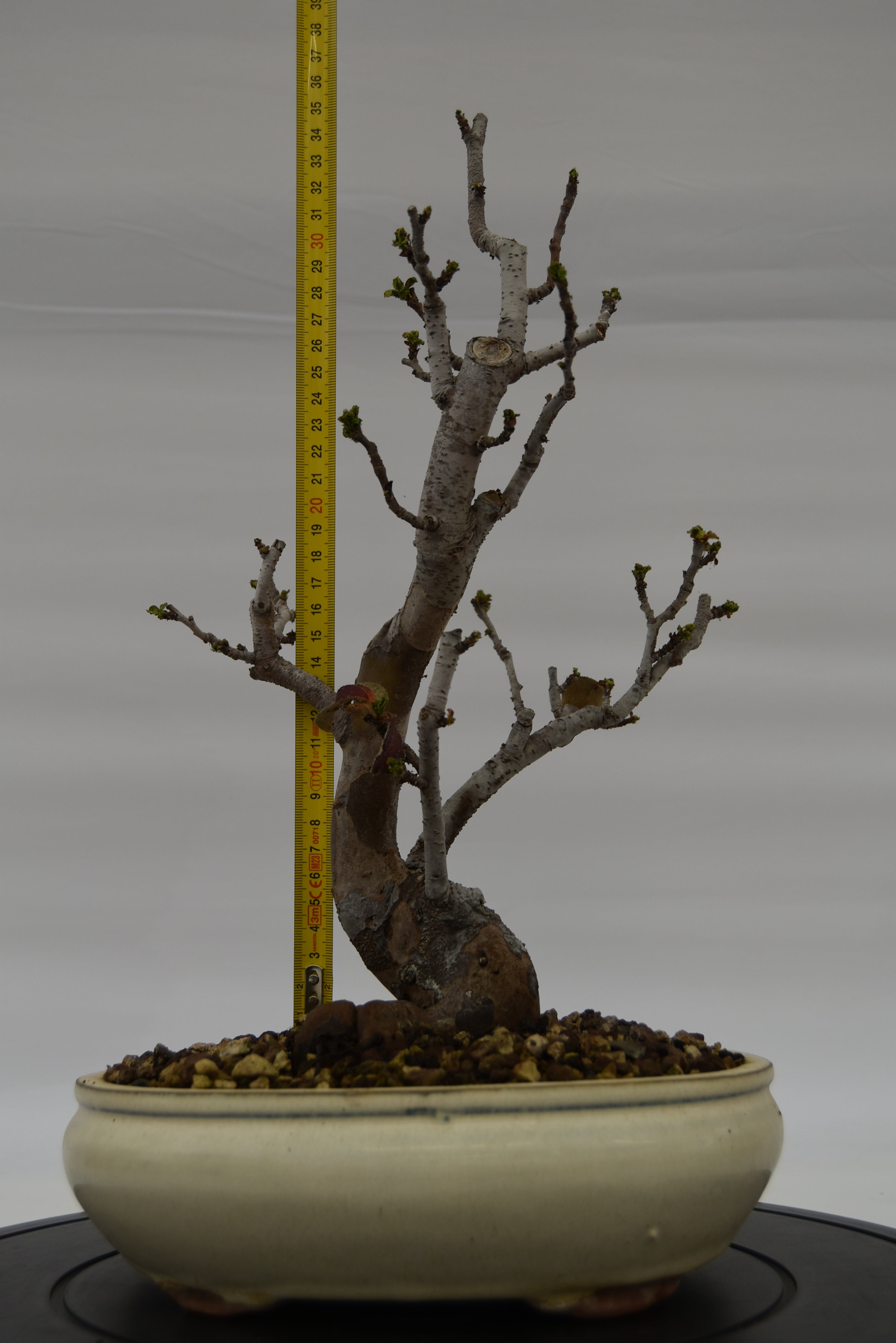 Pseudocydonia € 200 | La Gemma del bonsai