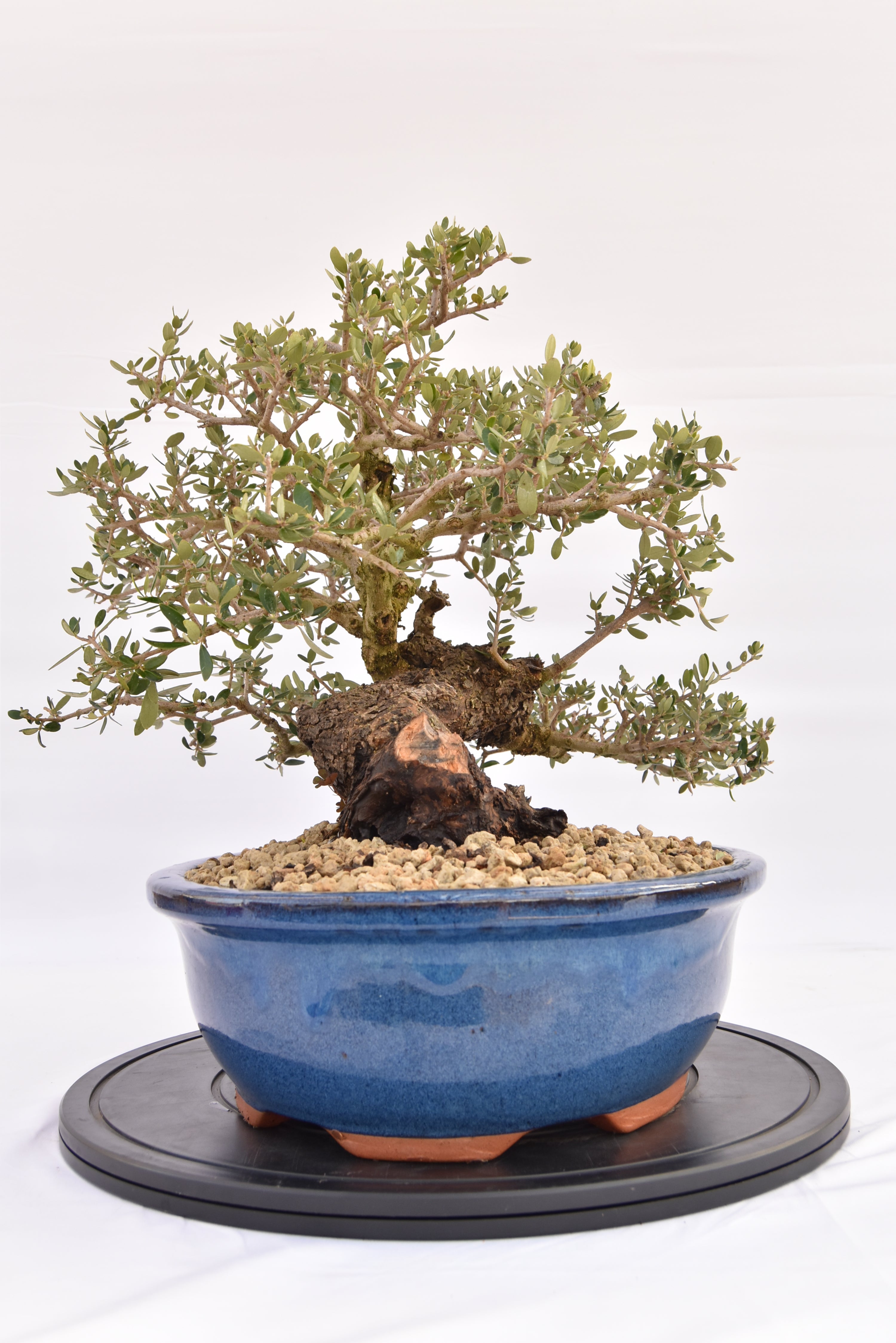 Olivastro € 700 | La Gemma del bonsai