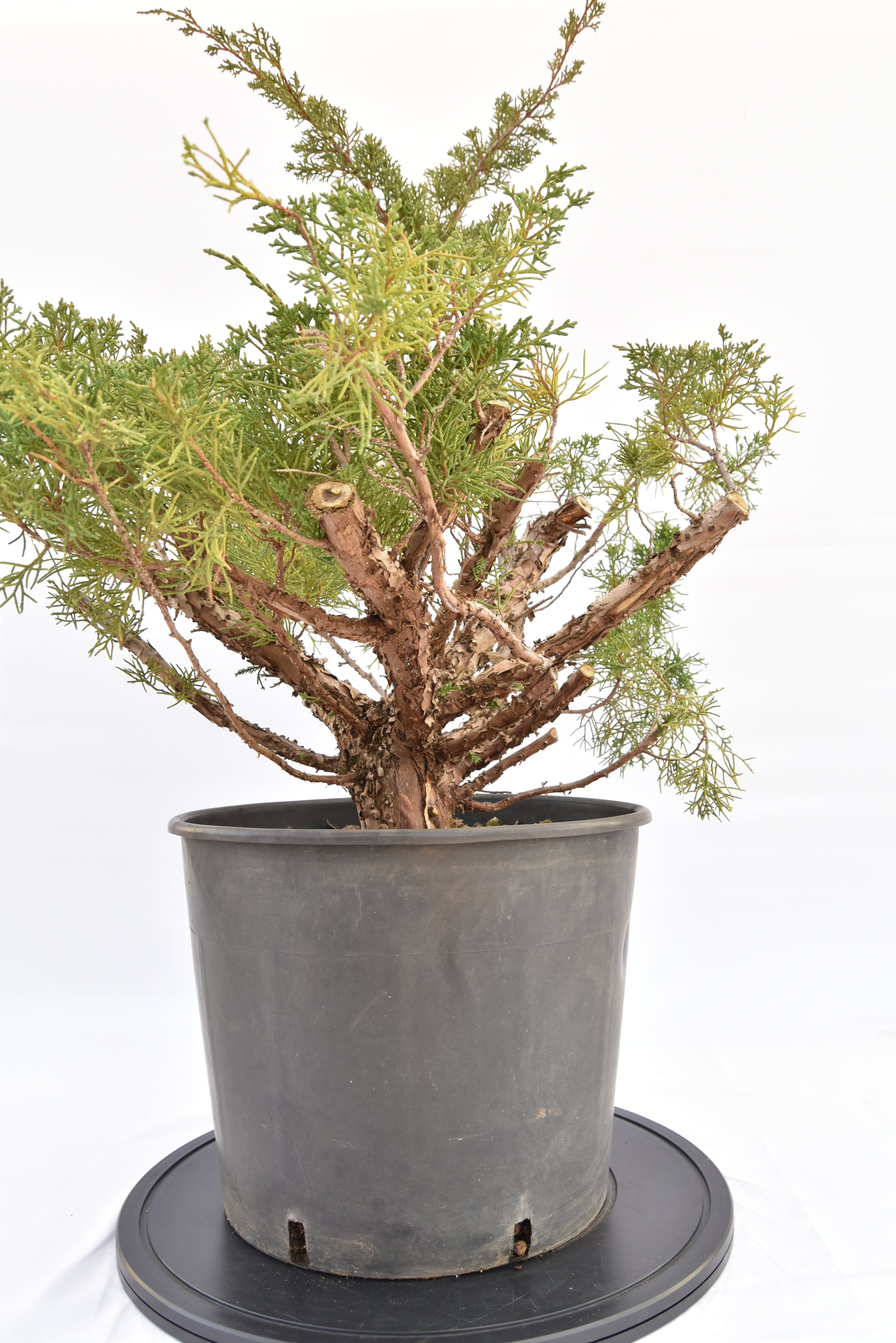 Ginepro Kishu € 150 | La Gemma del bonsai