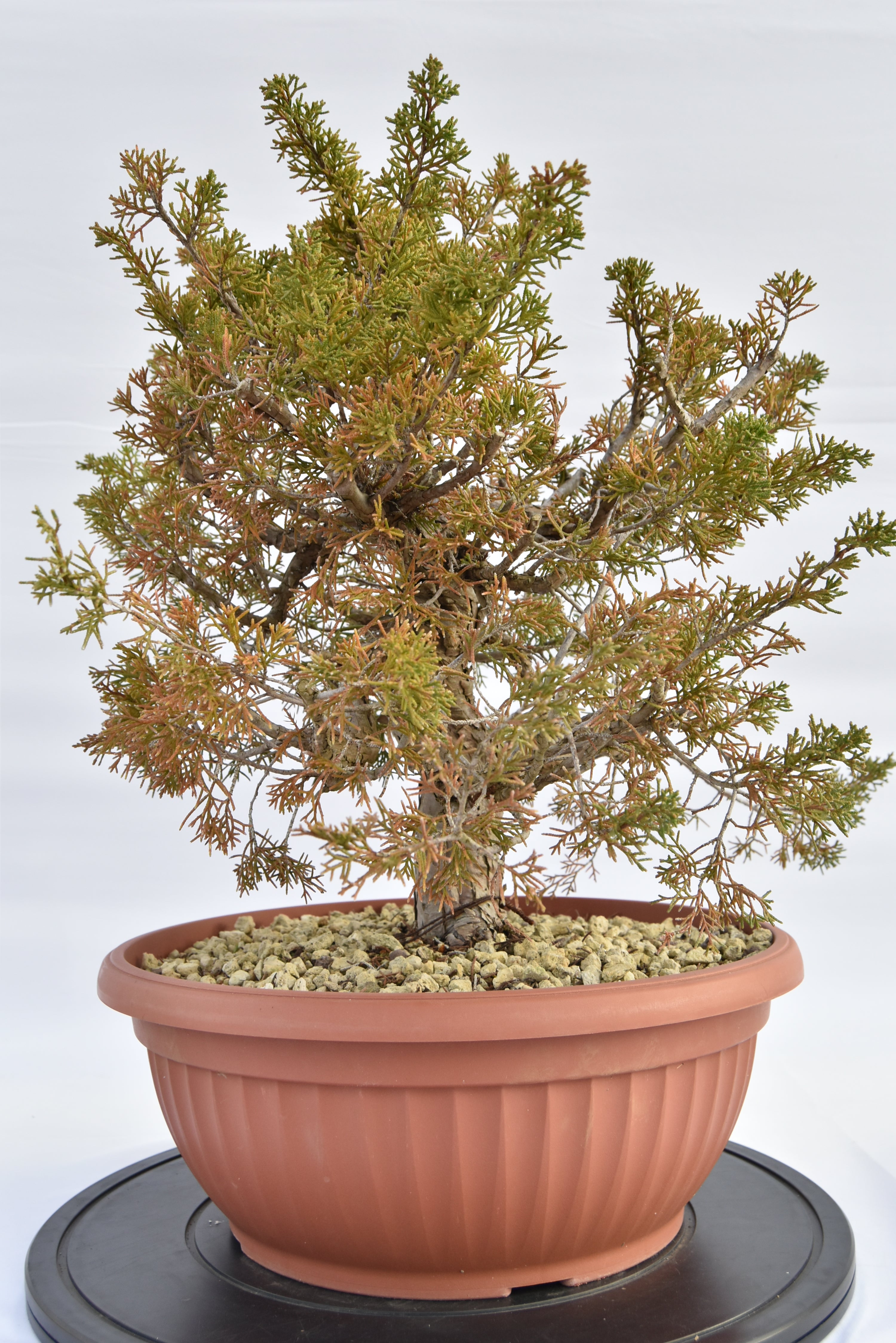 Ginepro Itoigawa €380 | La Gemma del bonsai