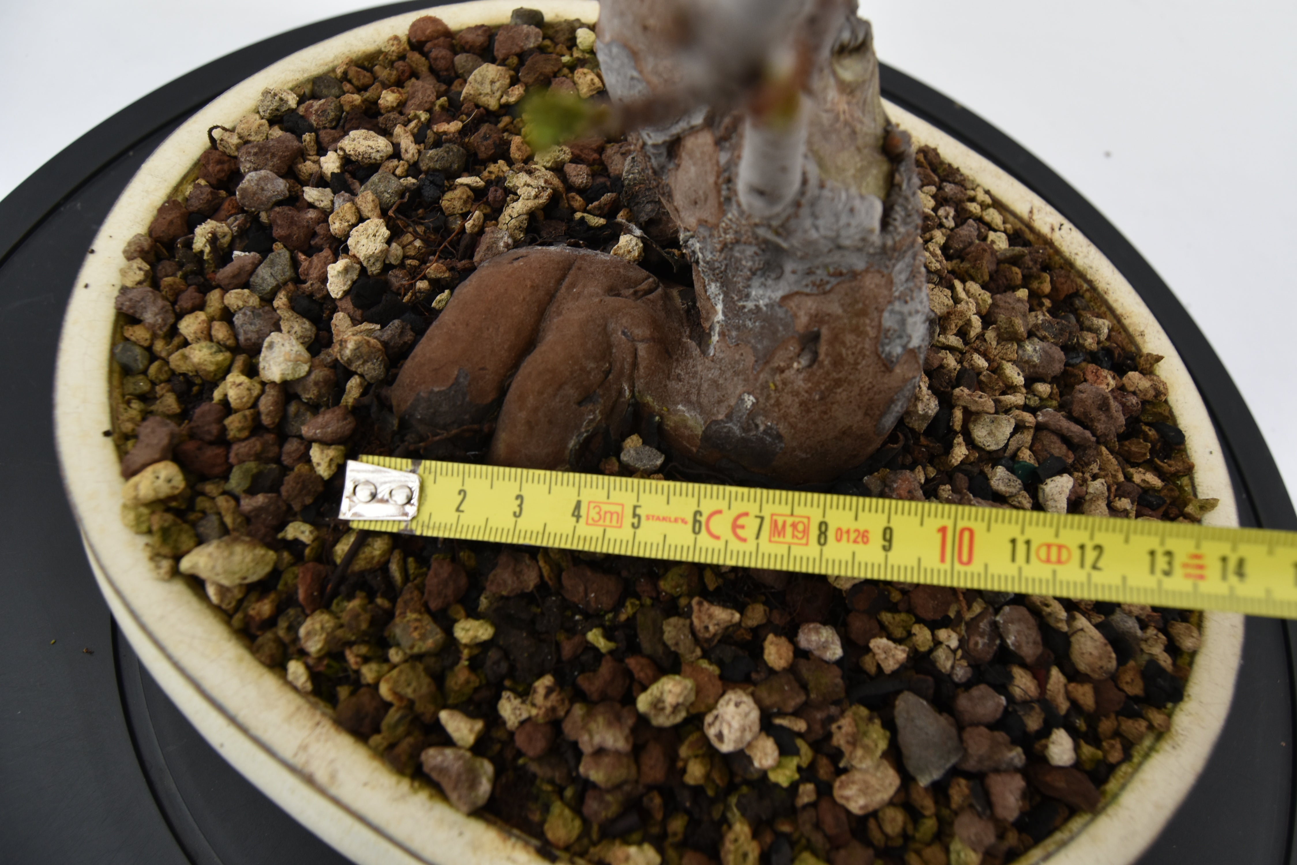 Pseudocydonia € 200 | La Gemma del bonsai