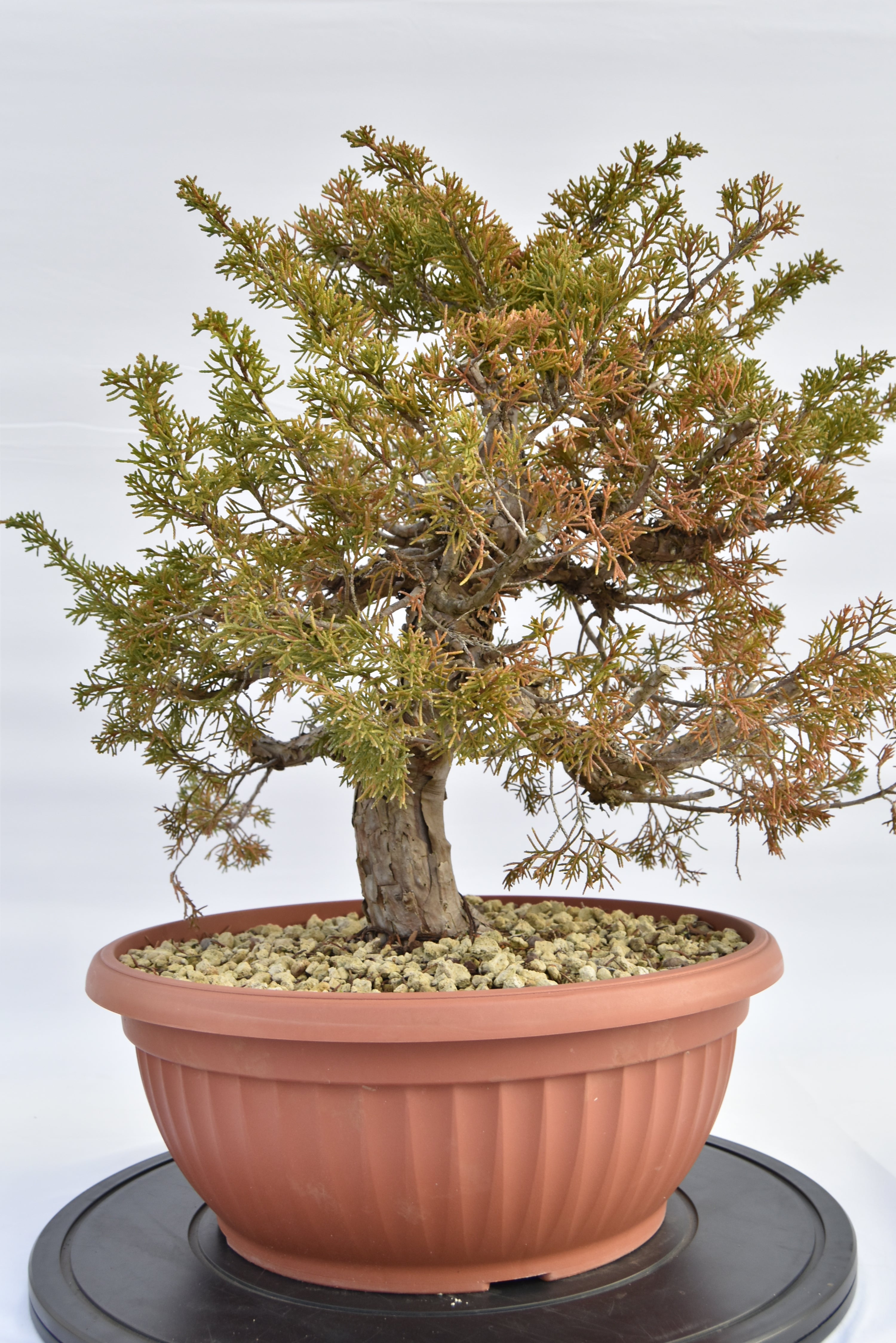 Ginepro Itoigawa €380 | La Gemma del bonsai