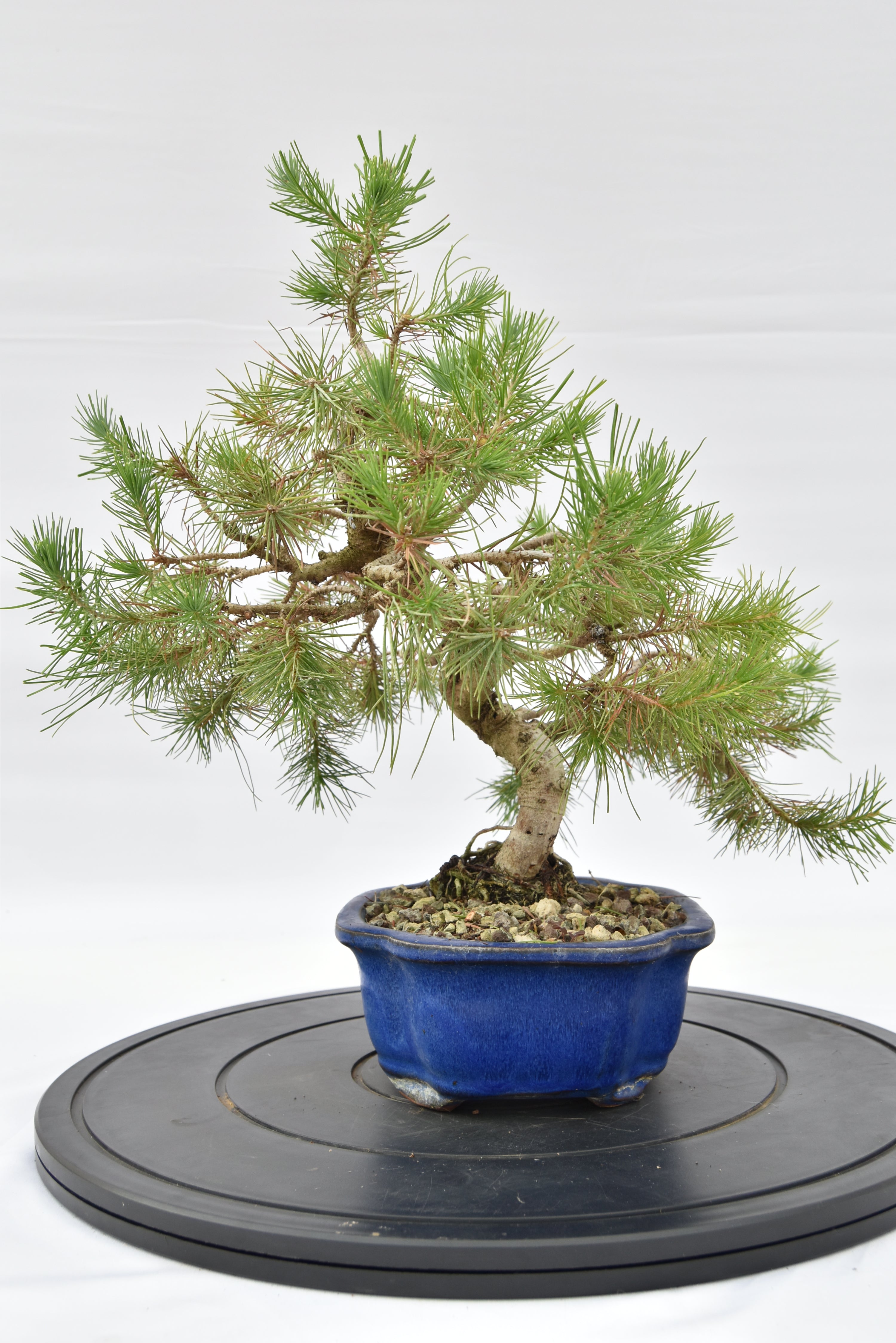 Pino Aleppo € 160 | La Gemma del bonsai