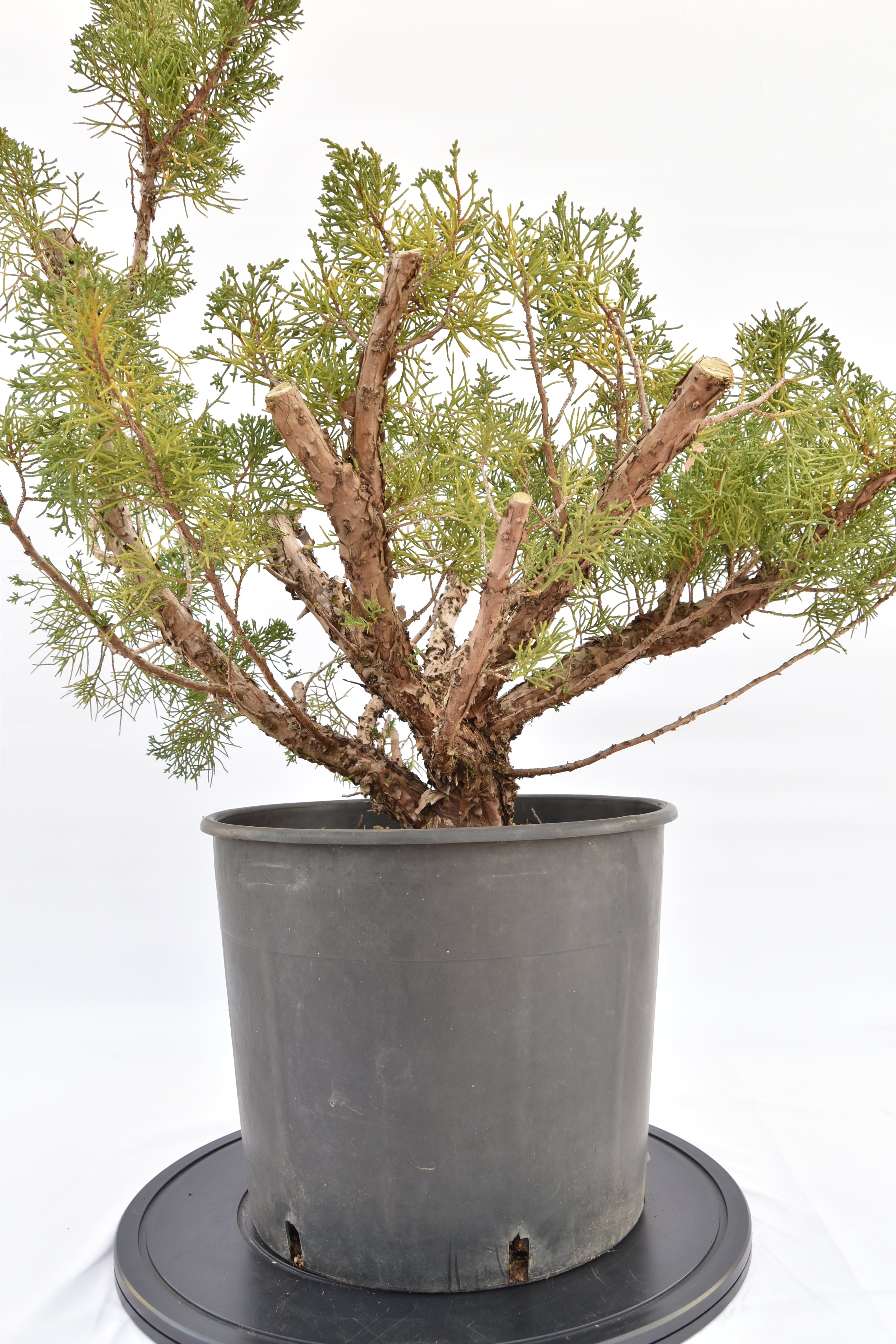 Ginepro Kishu € 150 | La Gemma del bonsai