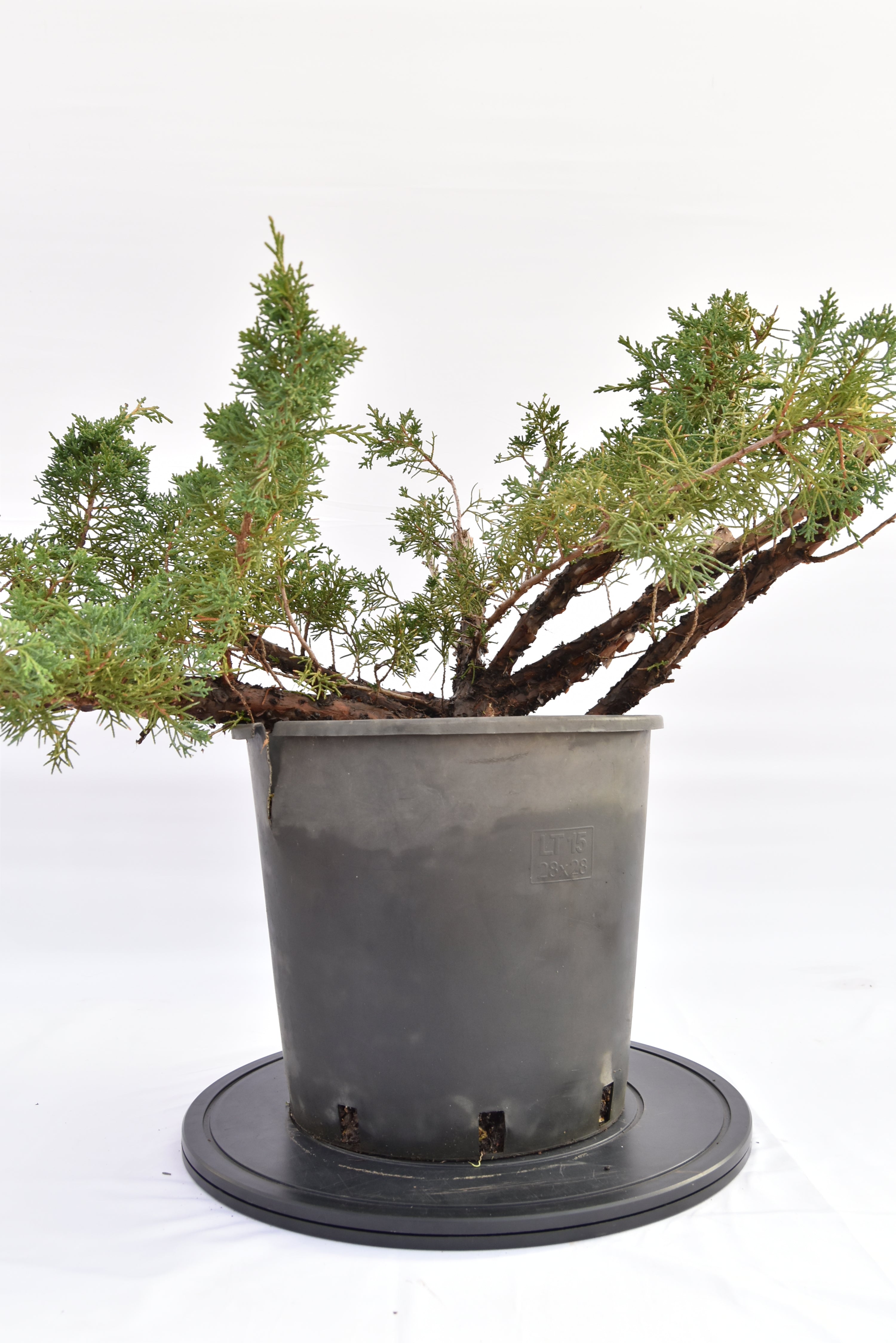 Ginepro Kishu € 150 | La Gemma del bonsai