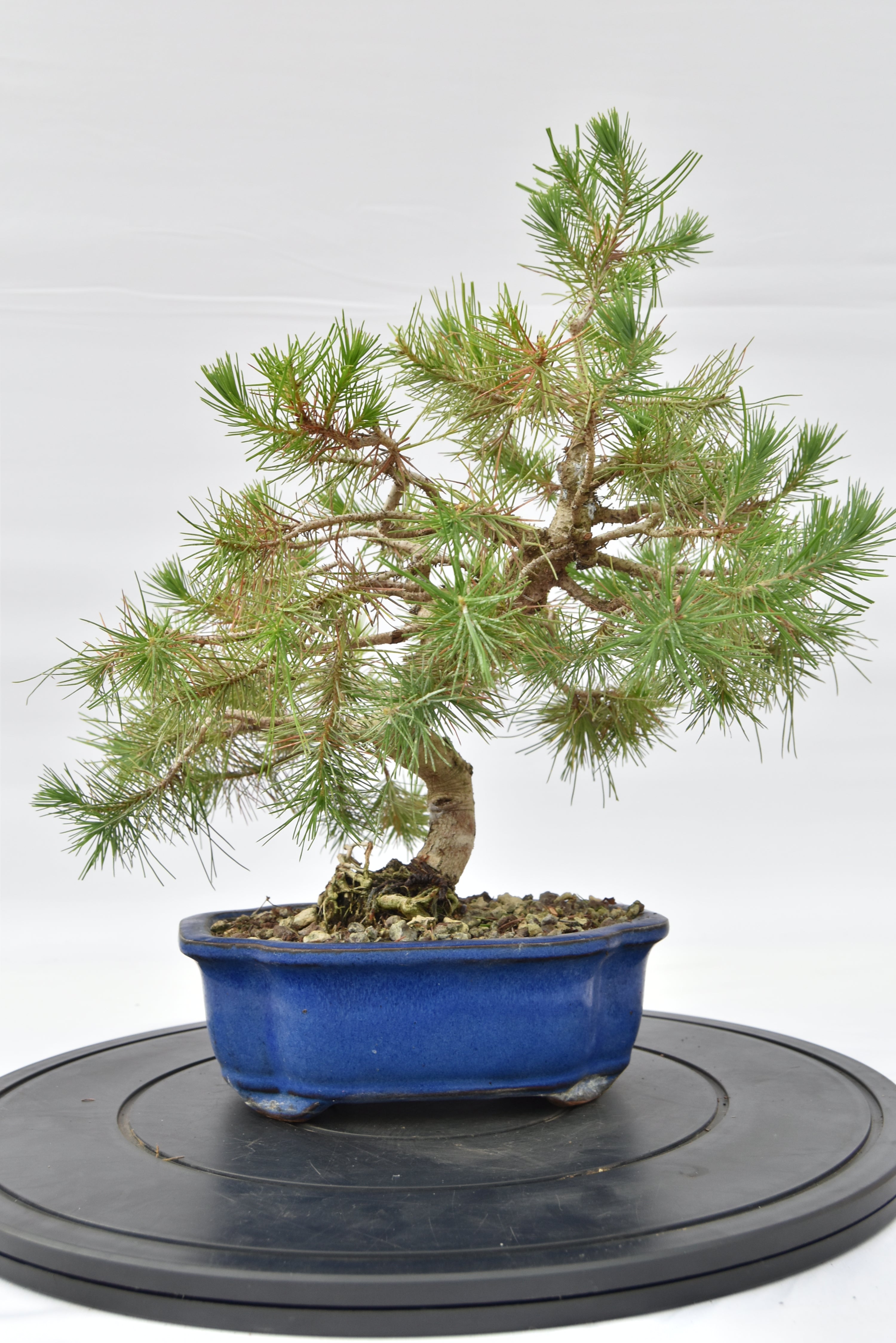 Pino Aleppo € 160 | La Gemma del bonsai