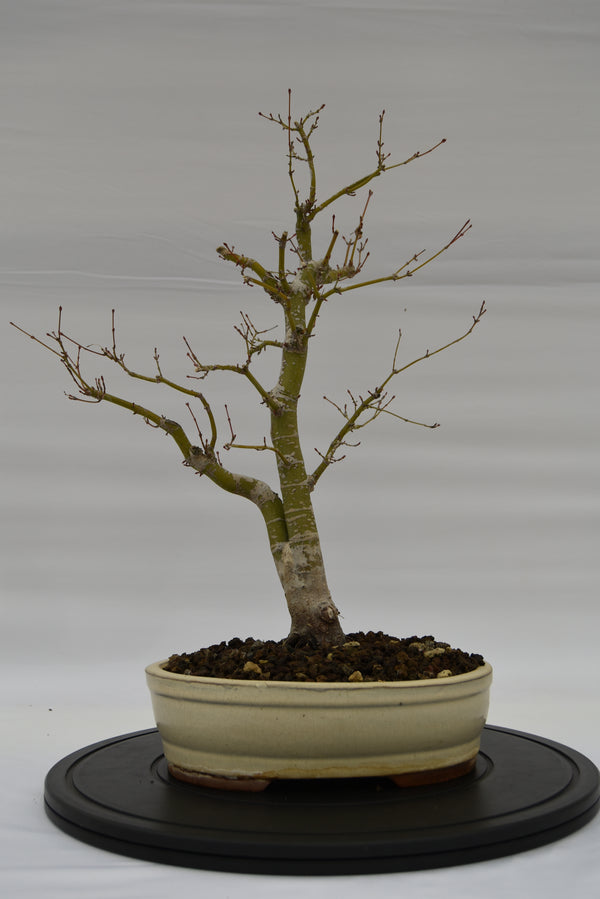 Acero Katsura € 150 | La Gemma del bonsai