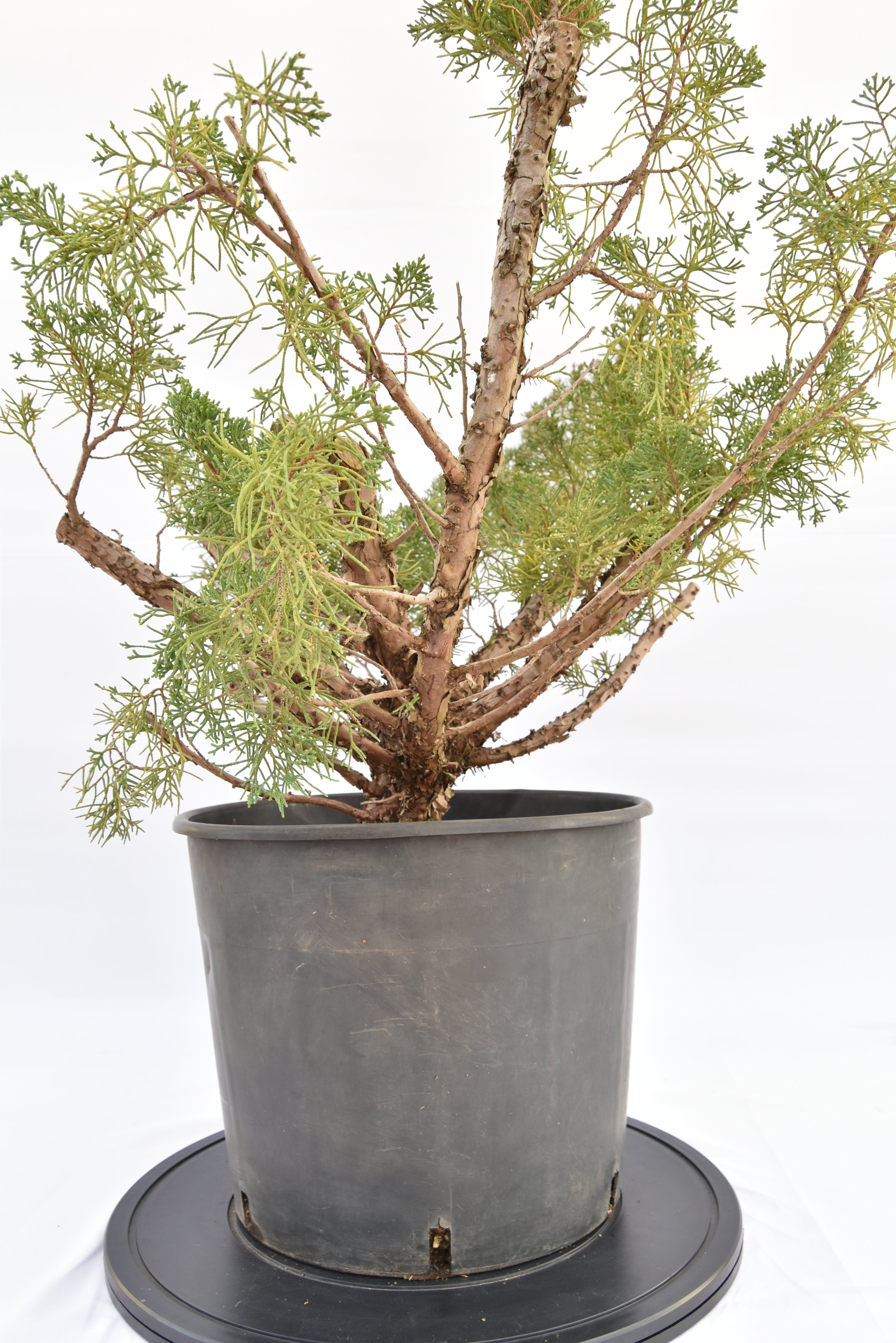 Ginepro Kishu € 150 | La Gemma del bonsai