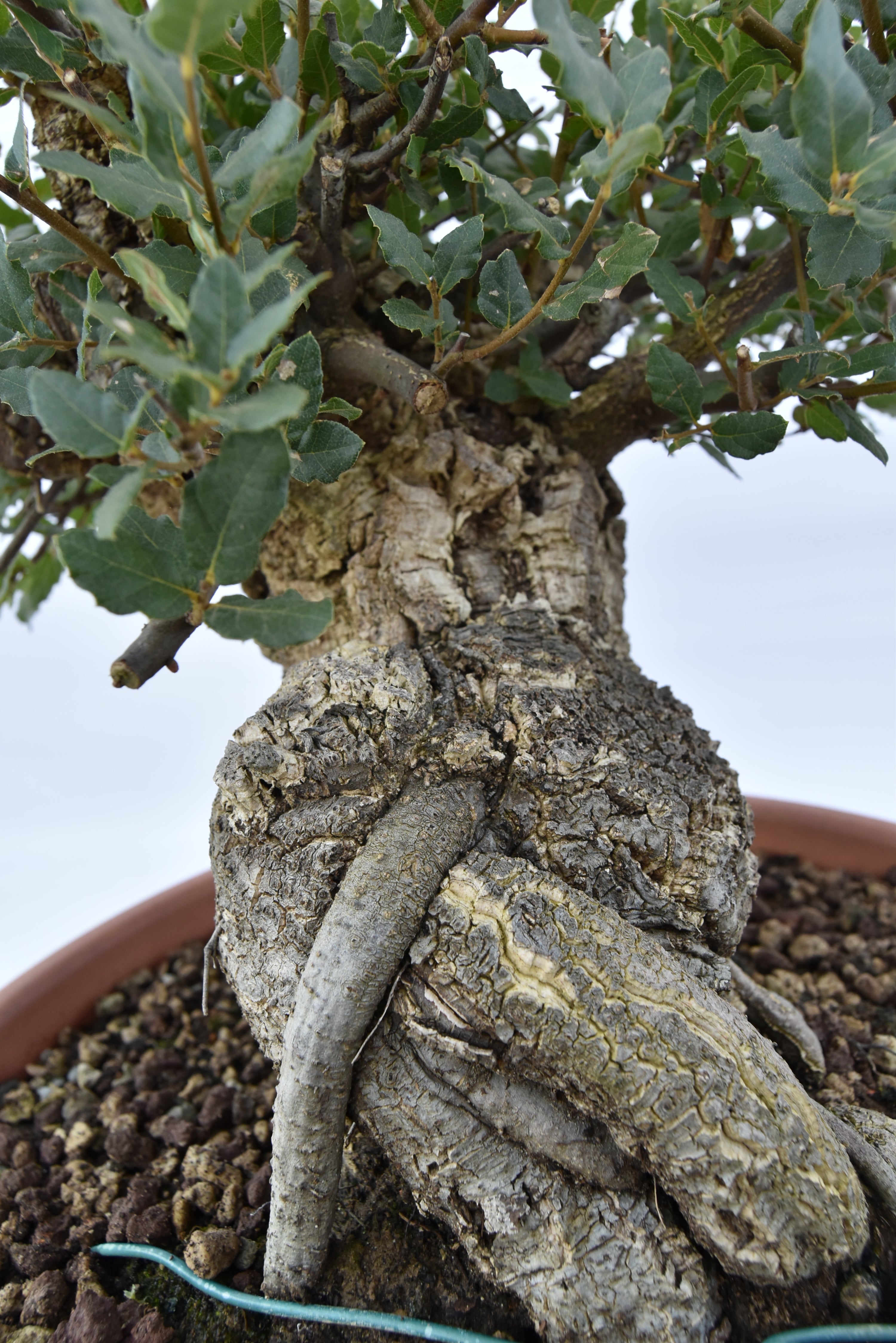 Quercia Sughera €380 | La Gemma del bonsai