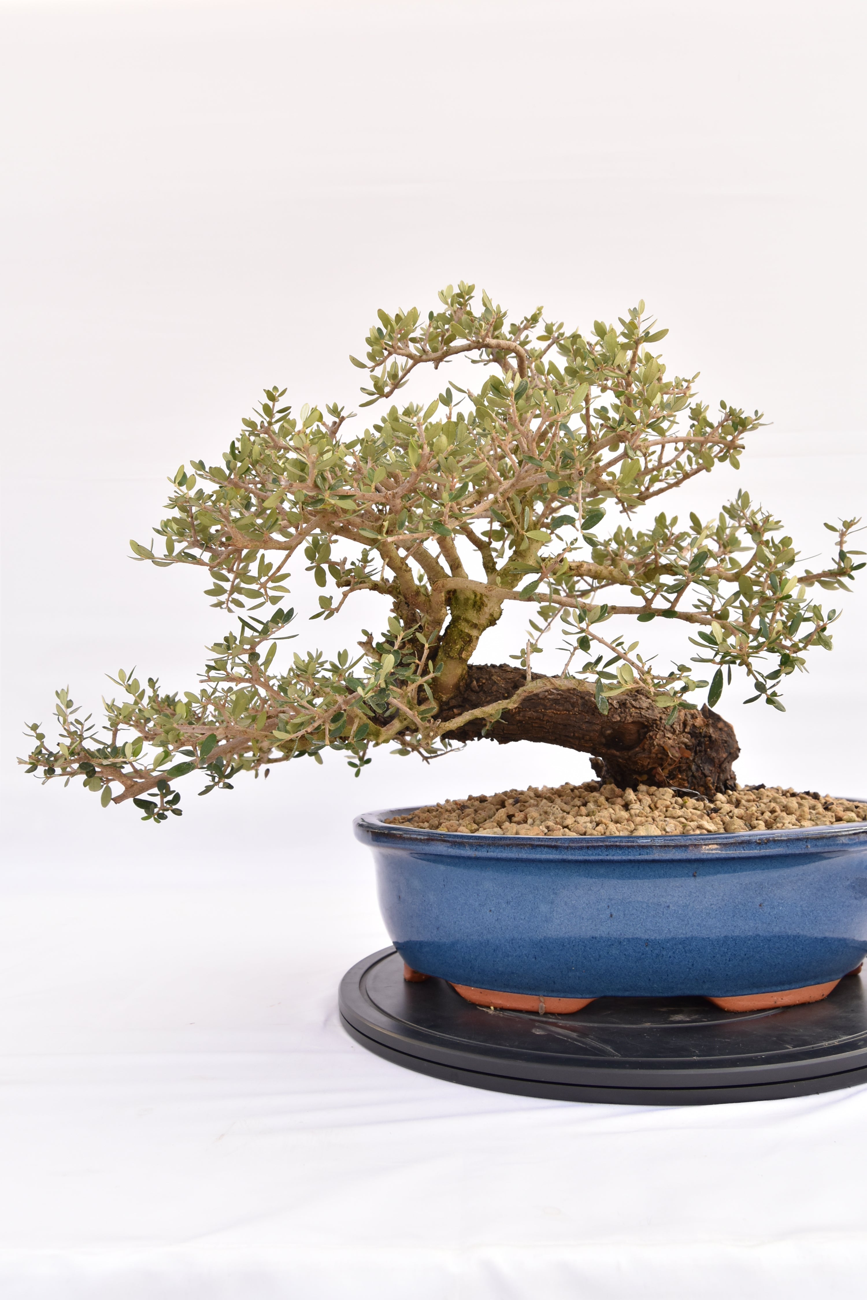 Olivastro € 700 | La Gemma del bonsai