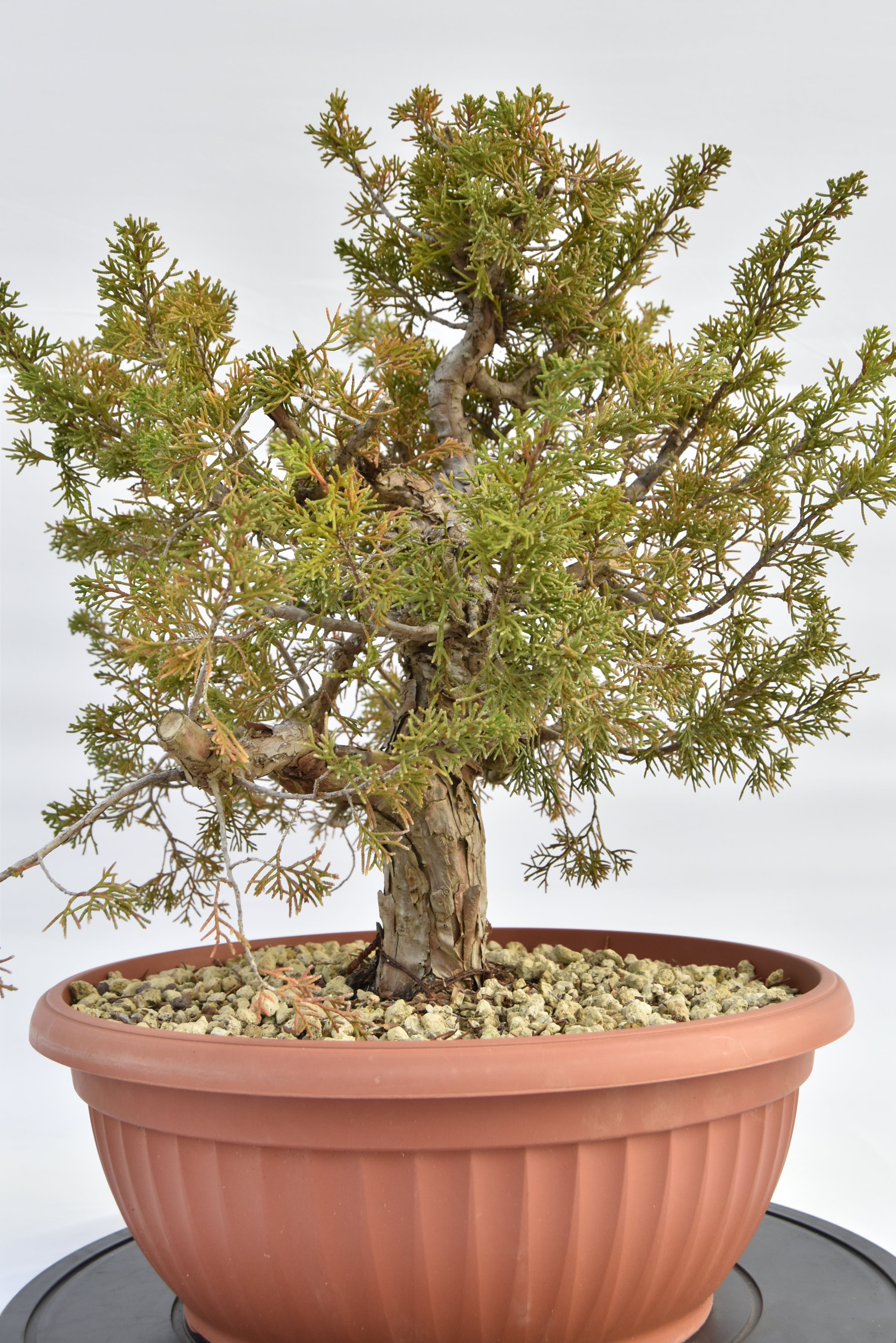 Ginepro Itoigawa €380 | La Gemma del bonsai