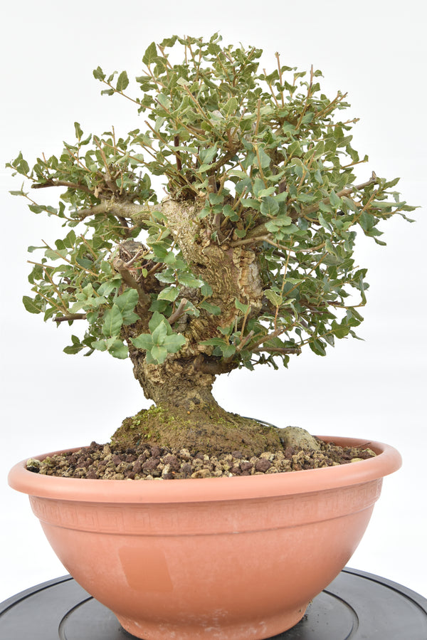 Quercia Sughera €380 | La Gemma del bonsai