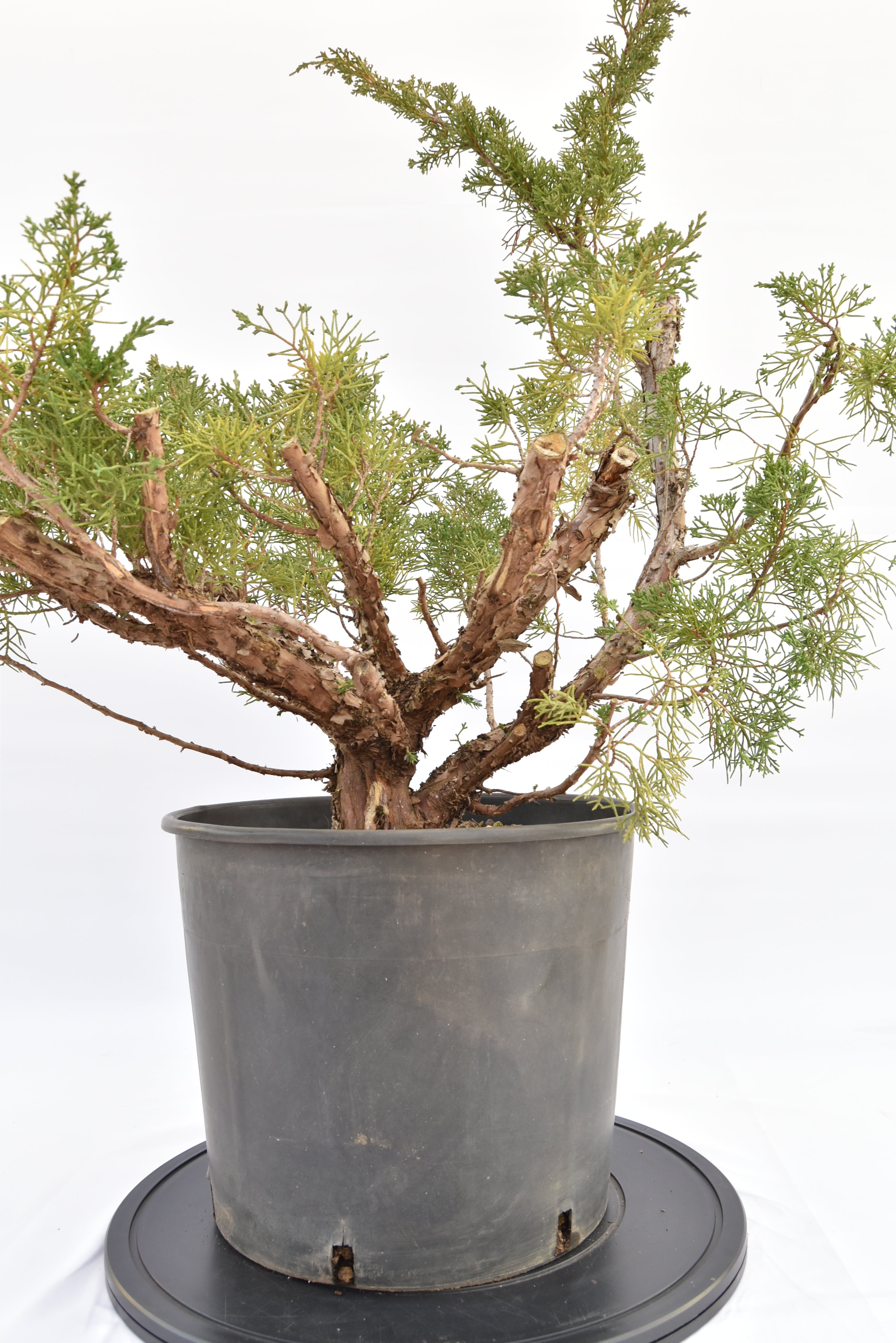 Ginepro Kishu € 150 | La Gemma del bonsai