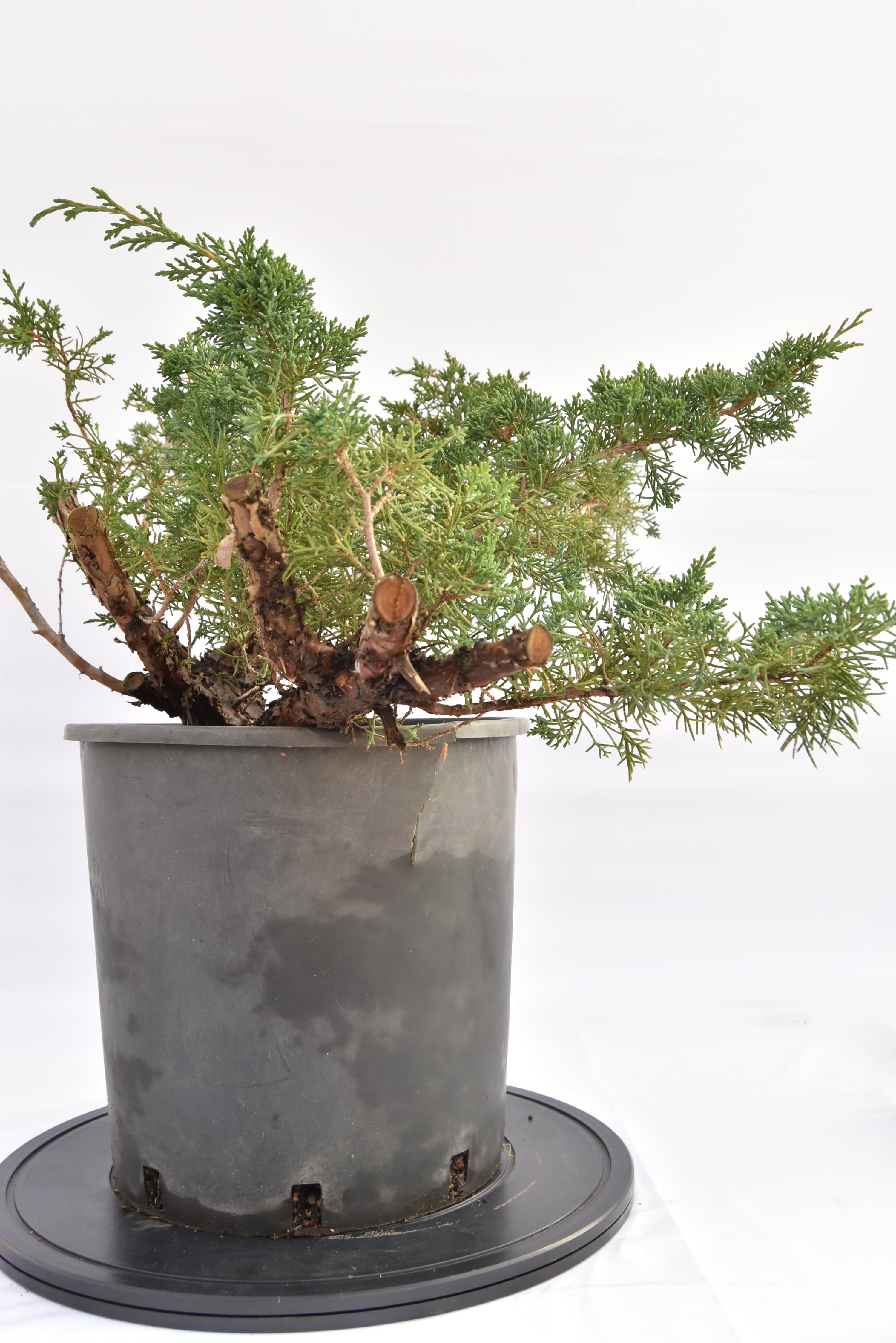 Ginepro Kishu € 150 | La Gemma del bonsai