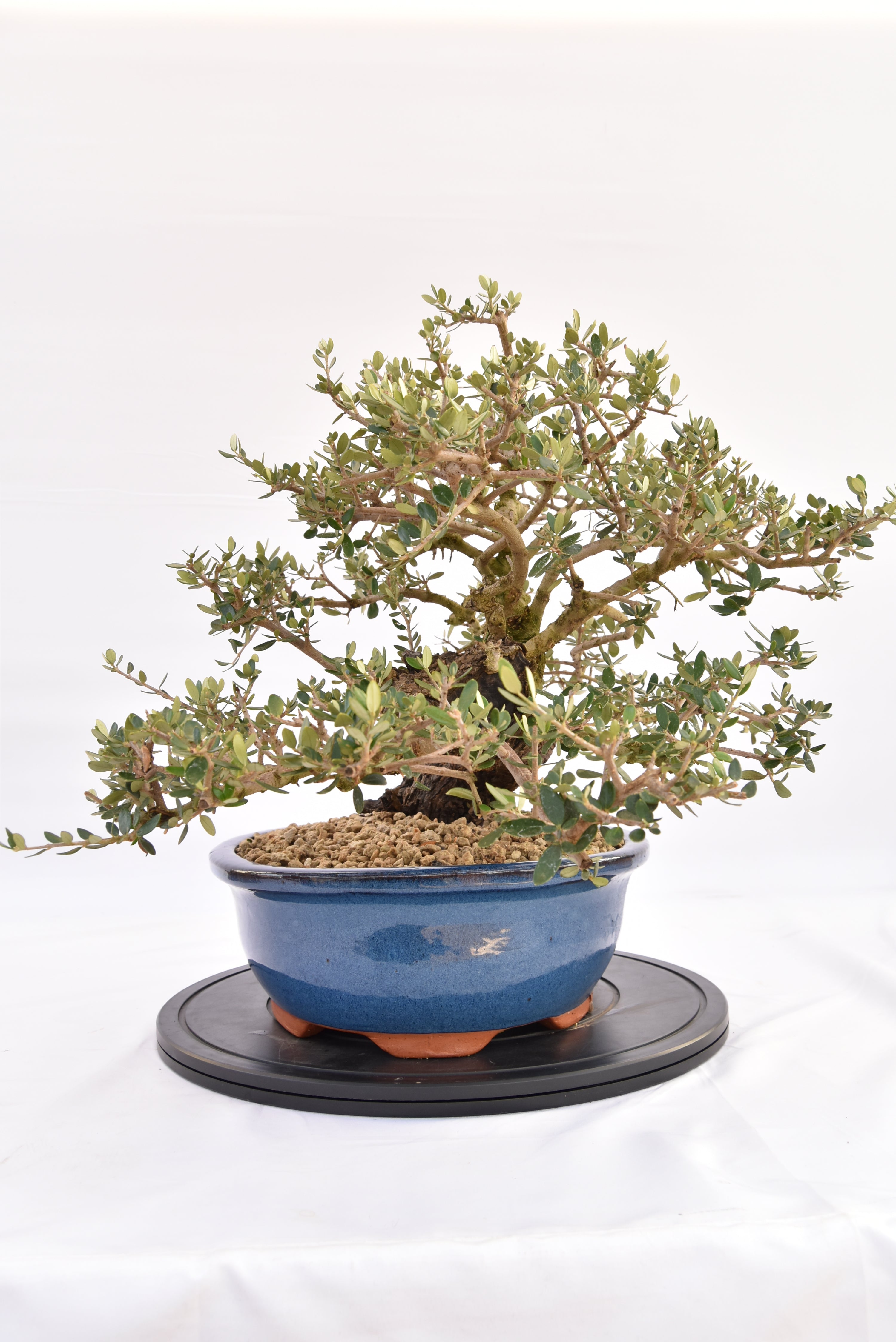 Olivastro € 700 | La Gemma del bonsai