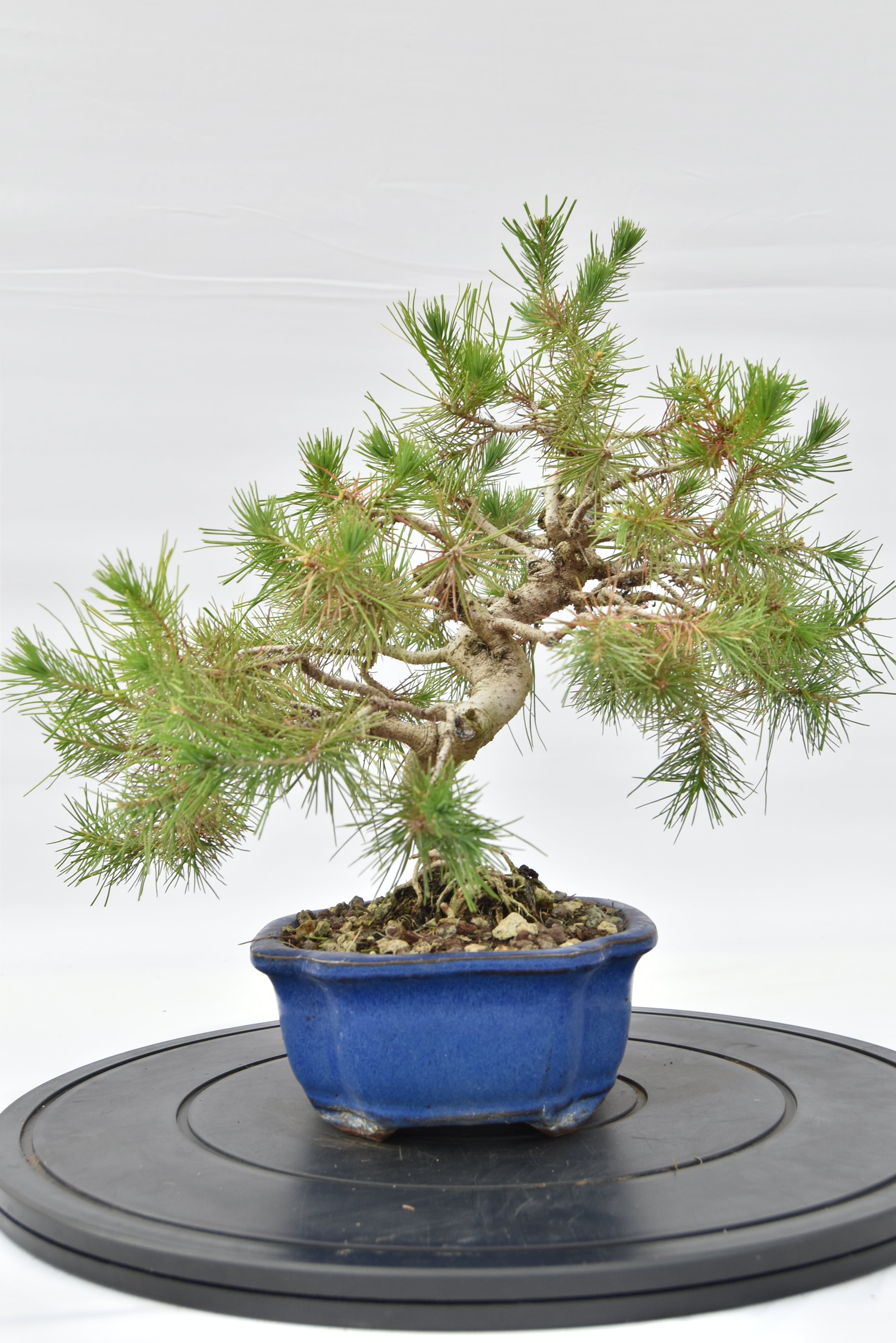 Pino Aleppo € 160 | La Gemma del bonsai