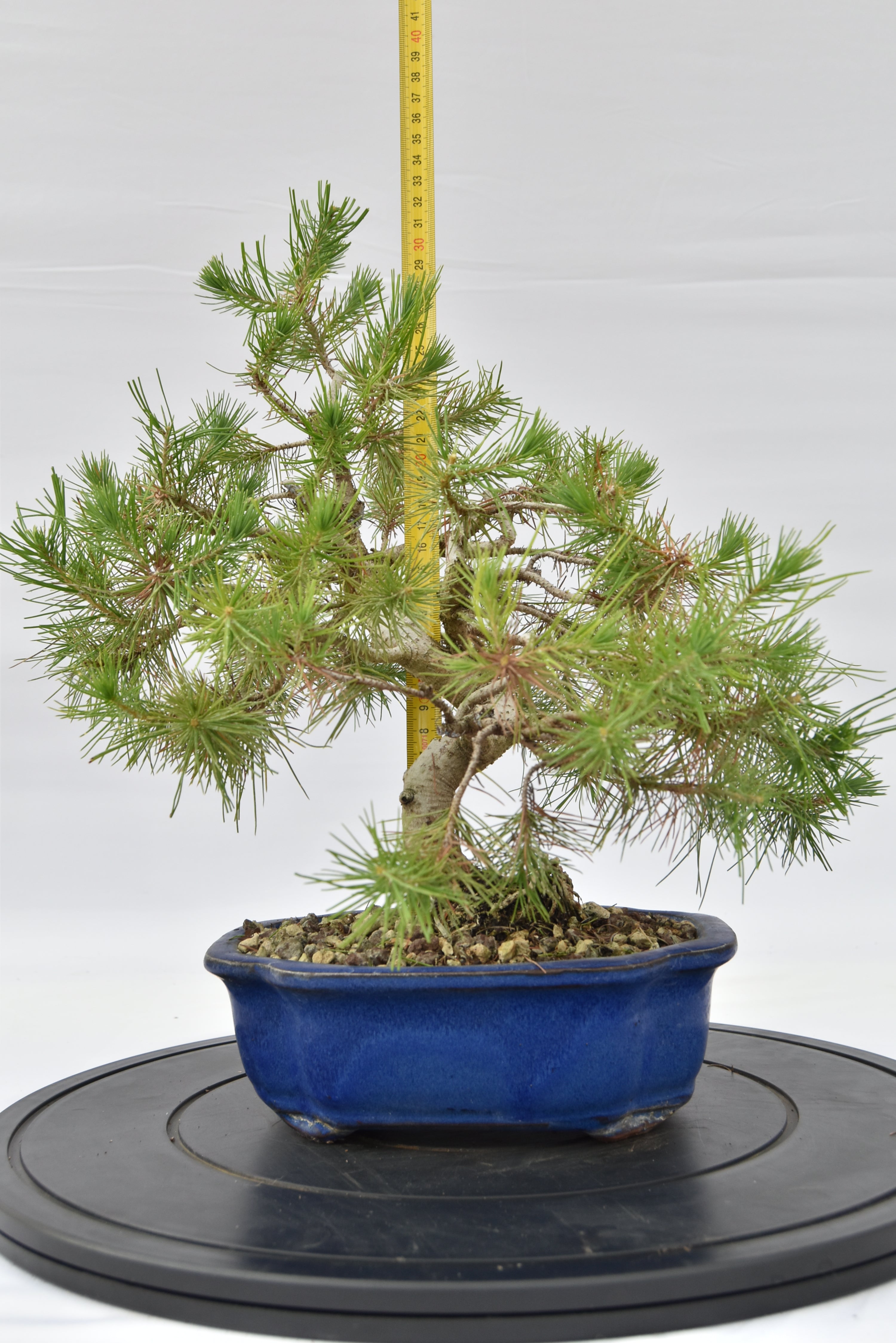Pino Aleppo € 160 | La Gemma del bonsai