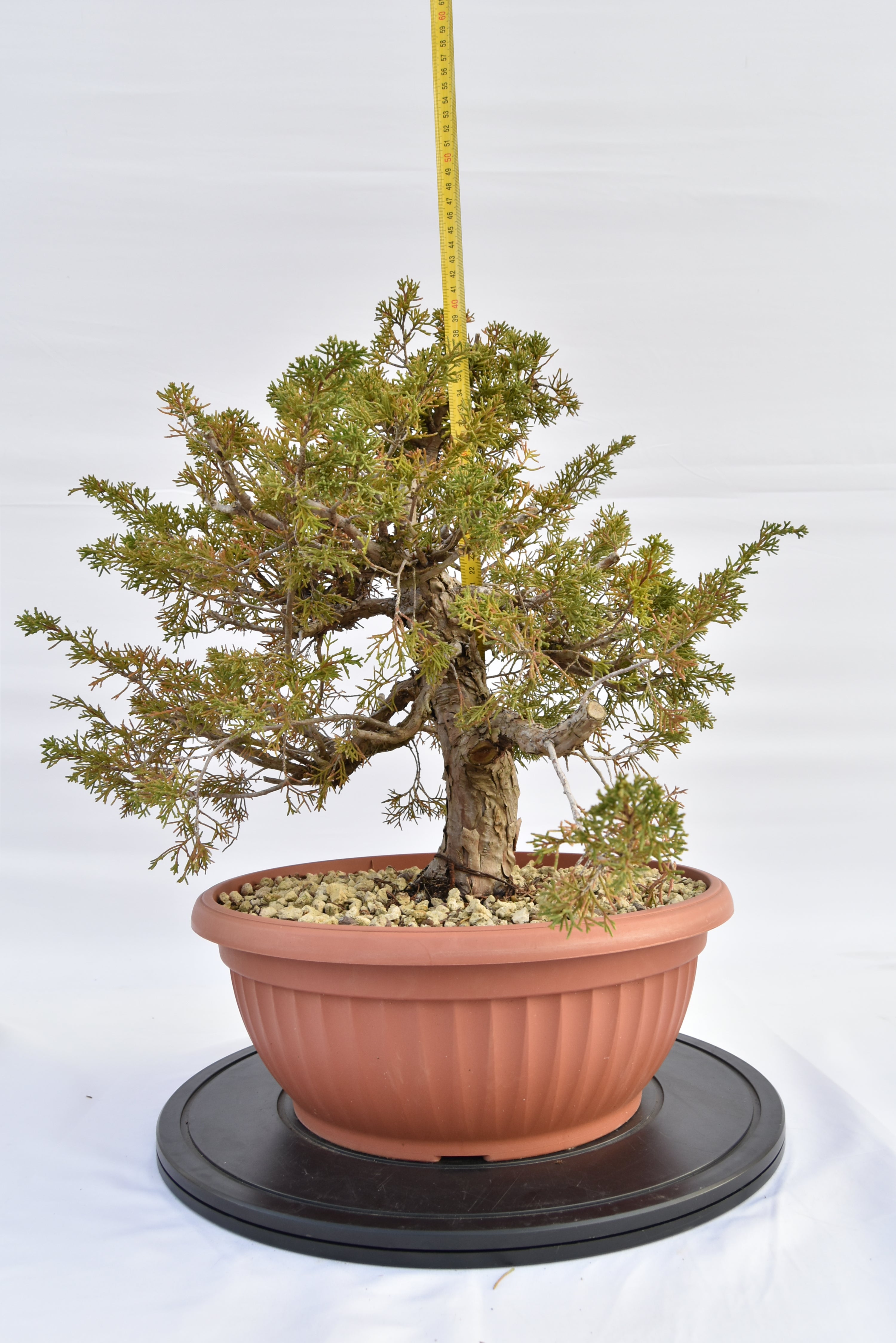 Ginepro Itoigawa €380 | La Gemma del bonsai
