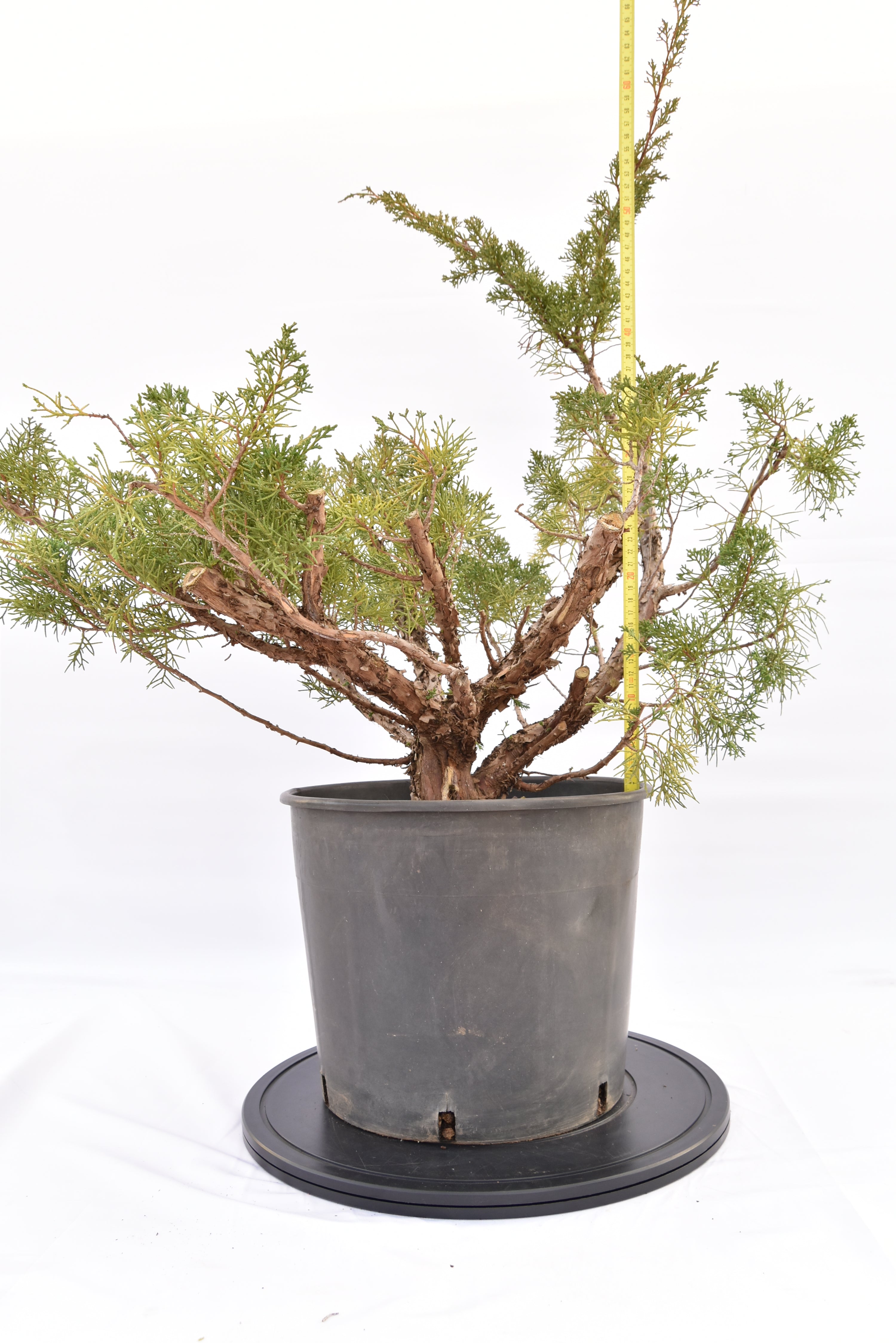Ginepro Kishu € 150 | La Gemma del bonsai