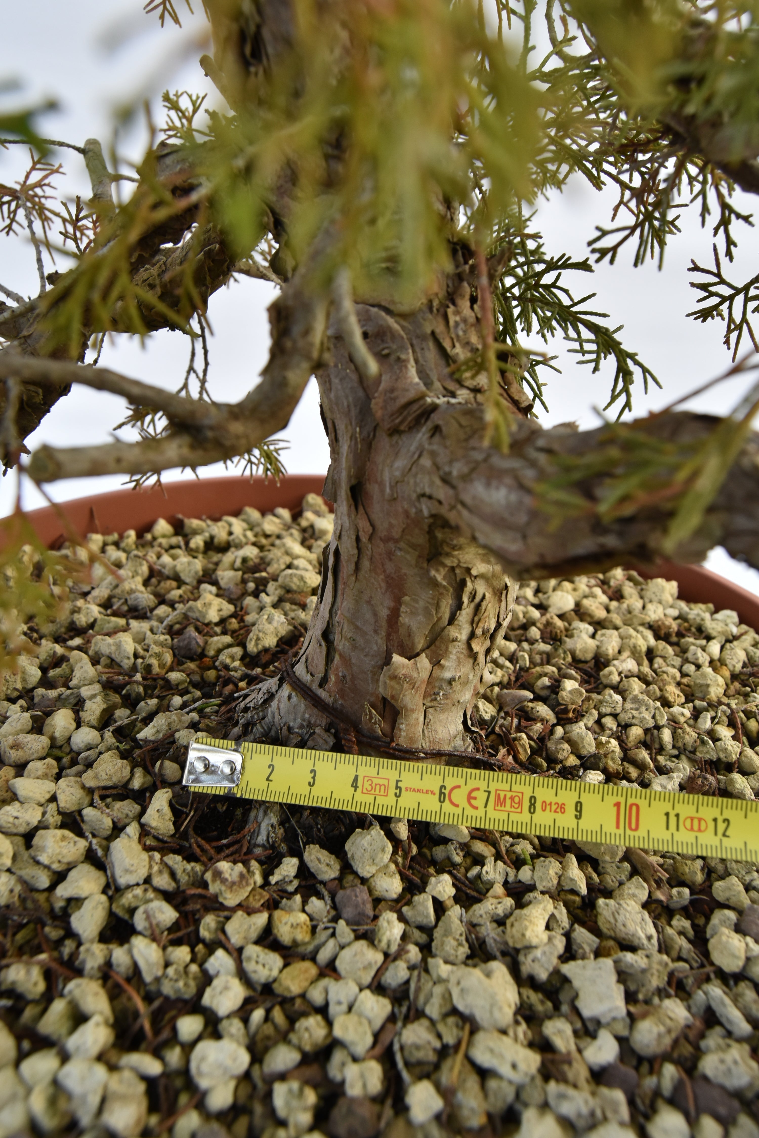 Ginepro Itoigawa €380 | La Gemma del bonsai
