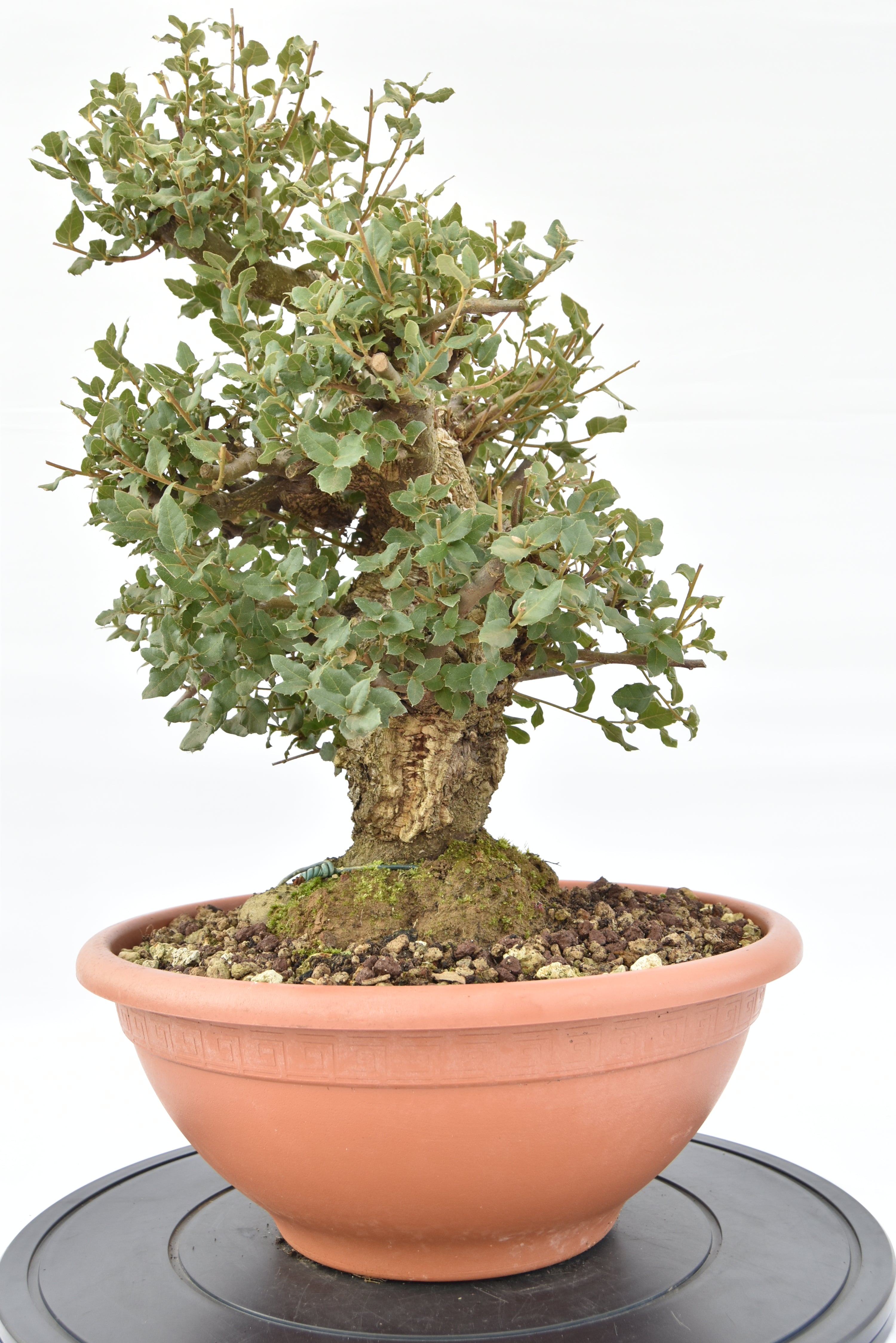 Quercia Sughera €380 | La Gemma del bonsai