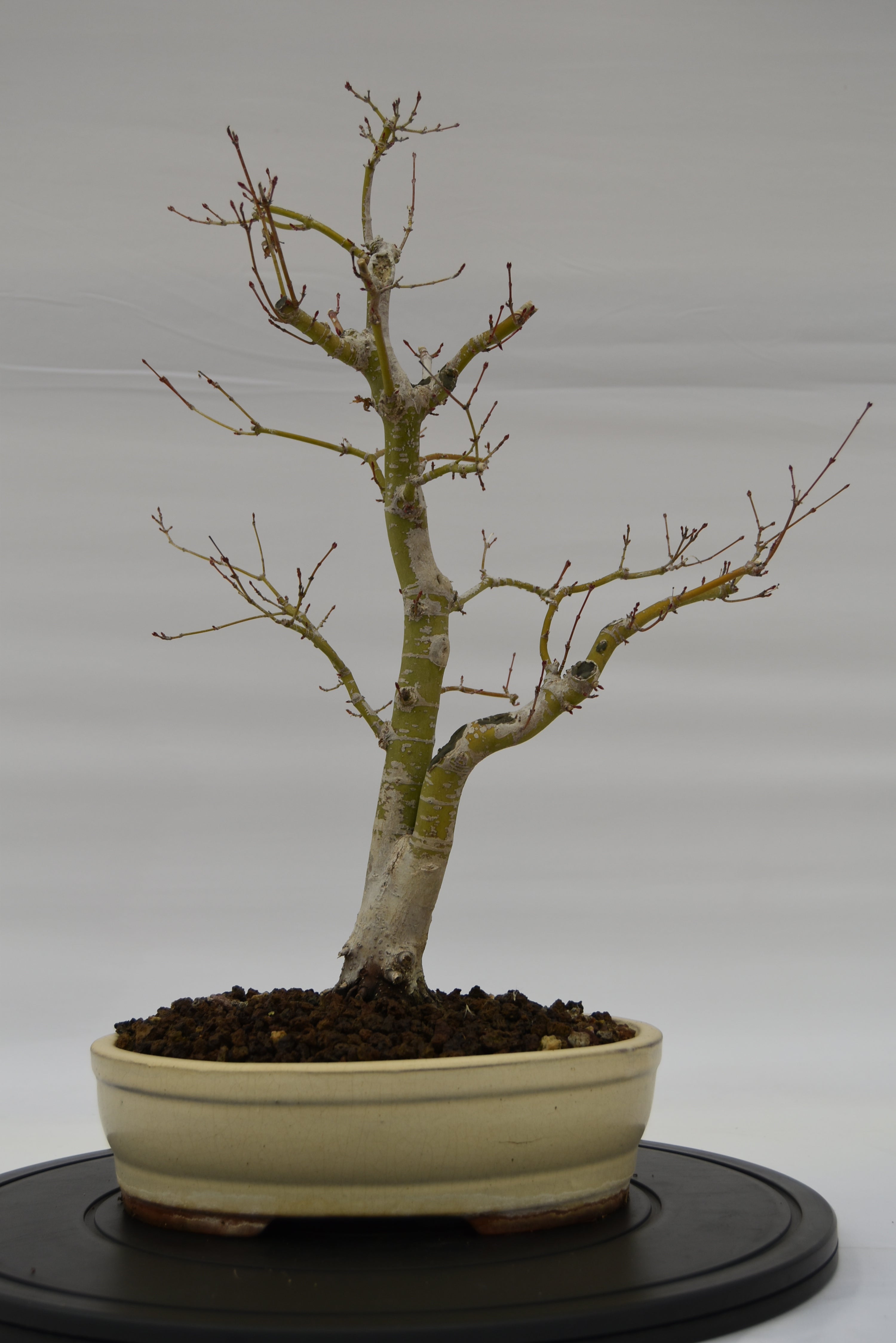 Acero Katsura € 150 | La Gemma del bonsai