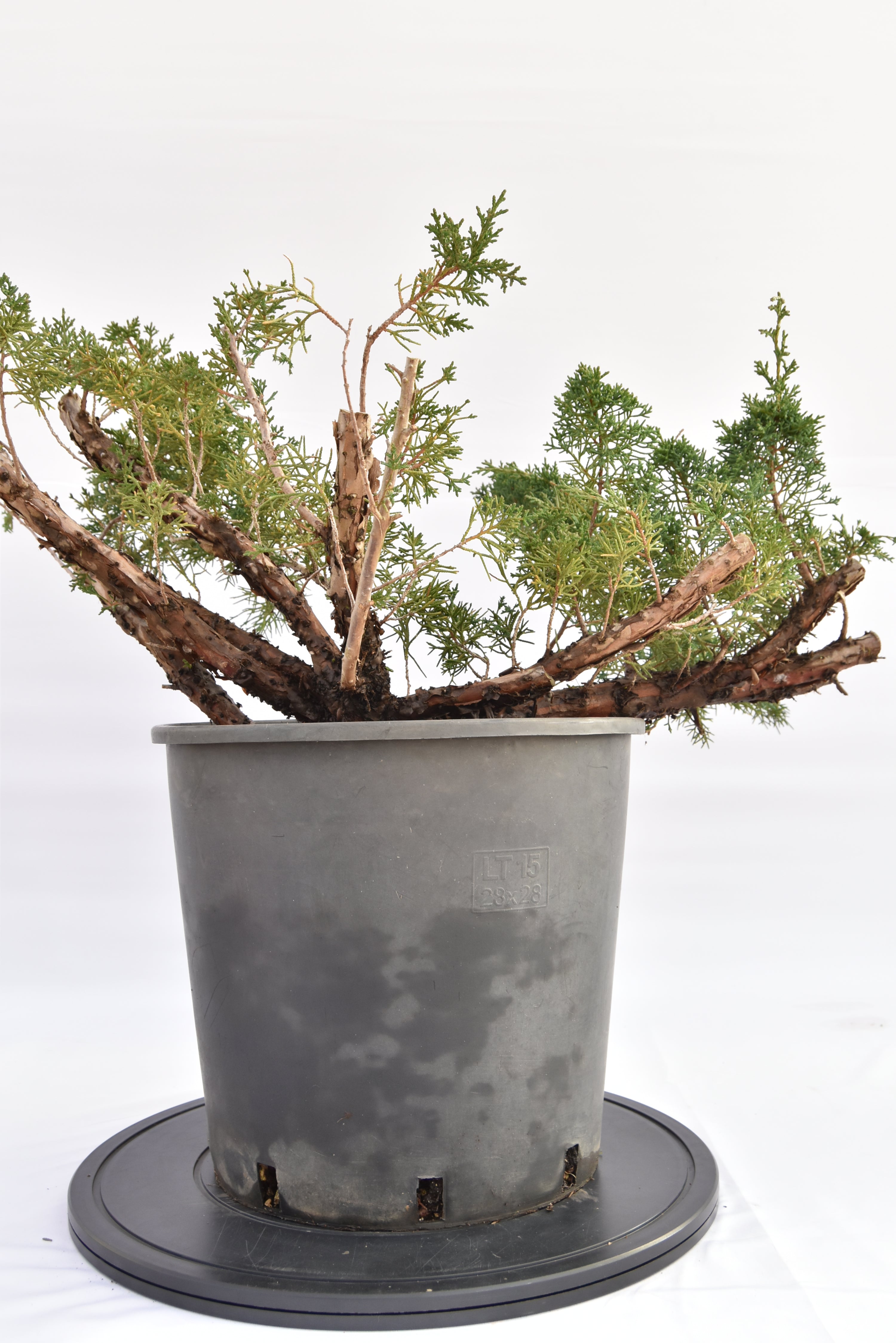 Ginepro Kishu € 150 | La Gemma del bonsai