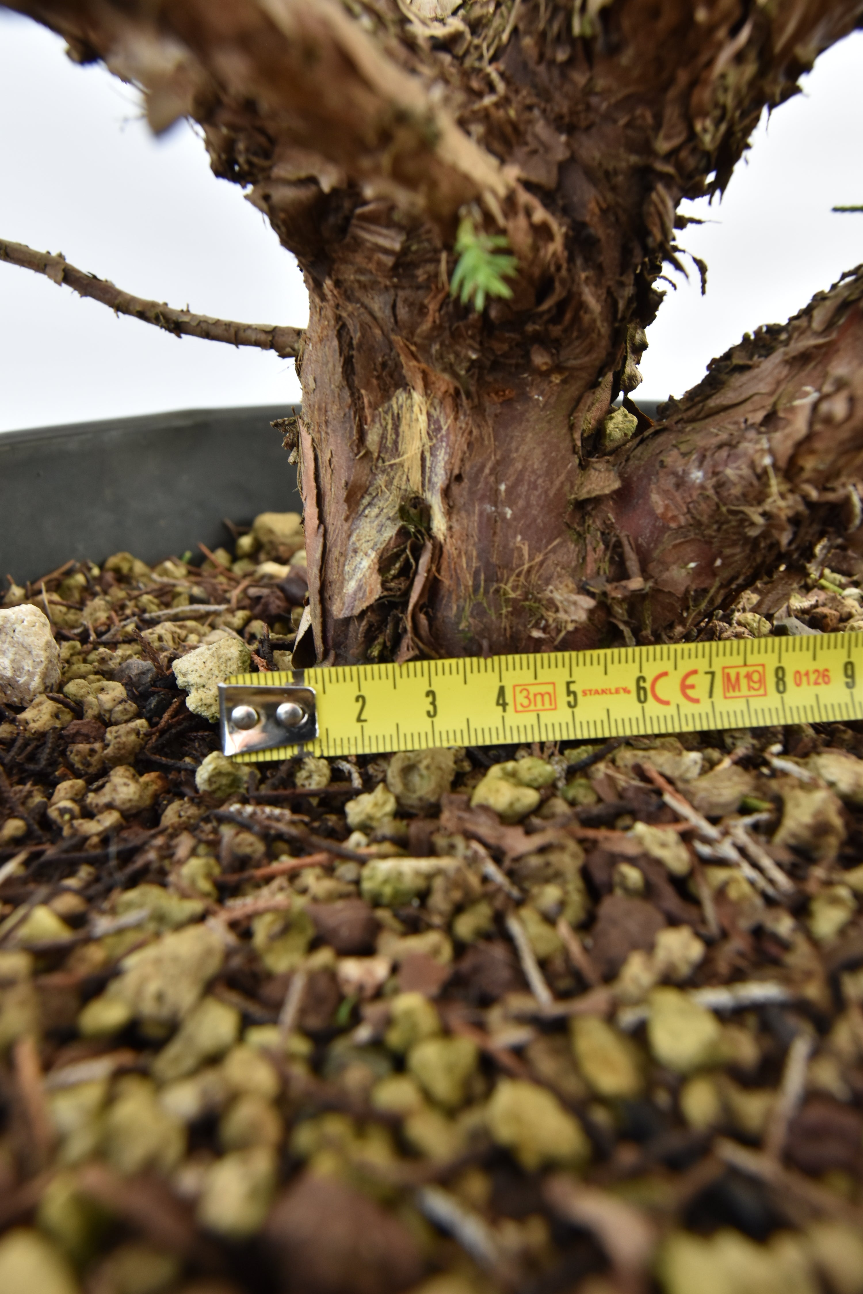 Ginepro Kishu € 150 | La Gemma del bonsai
